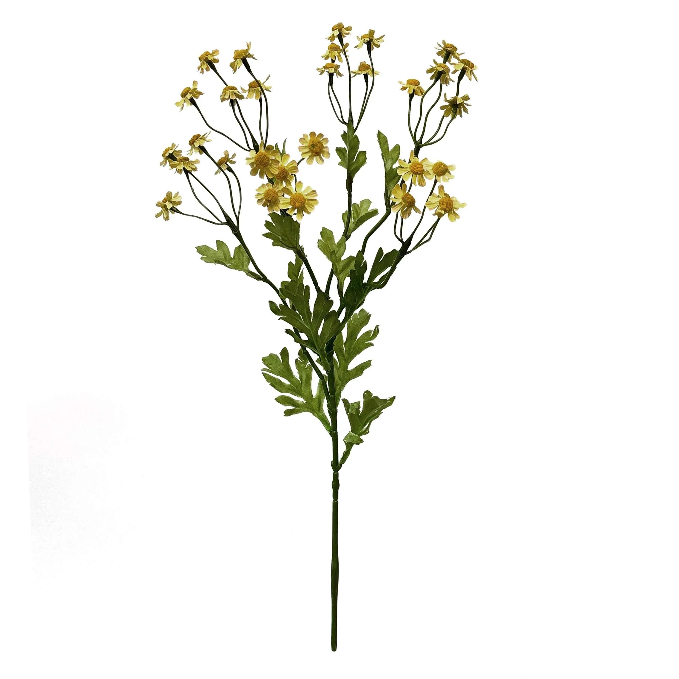 Ein einzelner kleiner Gänseblümchen