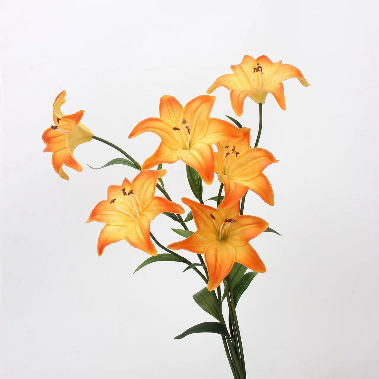 Liebhaber Lily