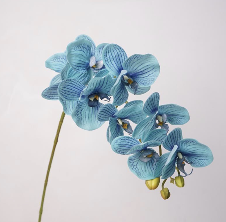 Phalaenopsis Orchideeeeeeeeeeeeeeeeeeeeee