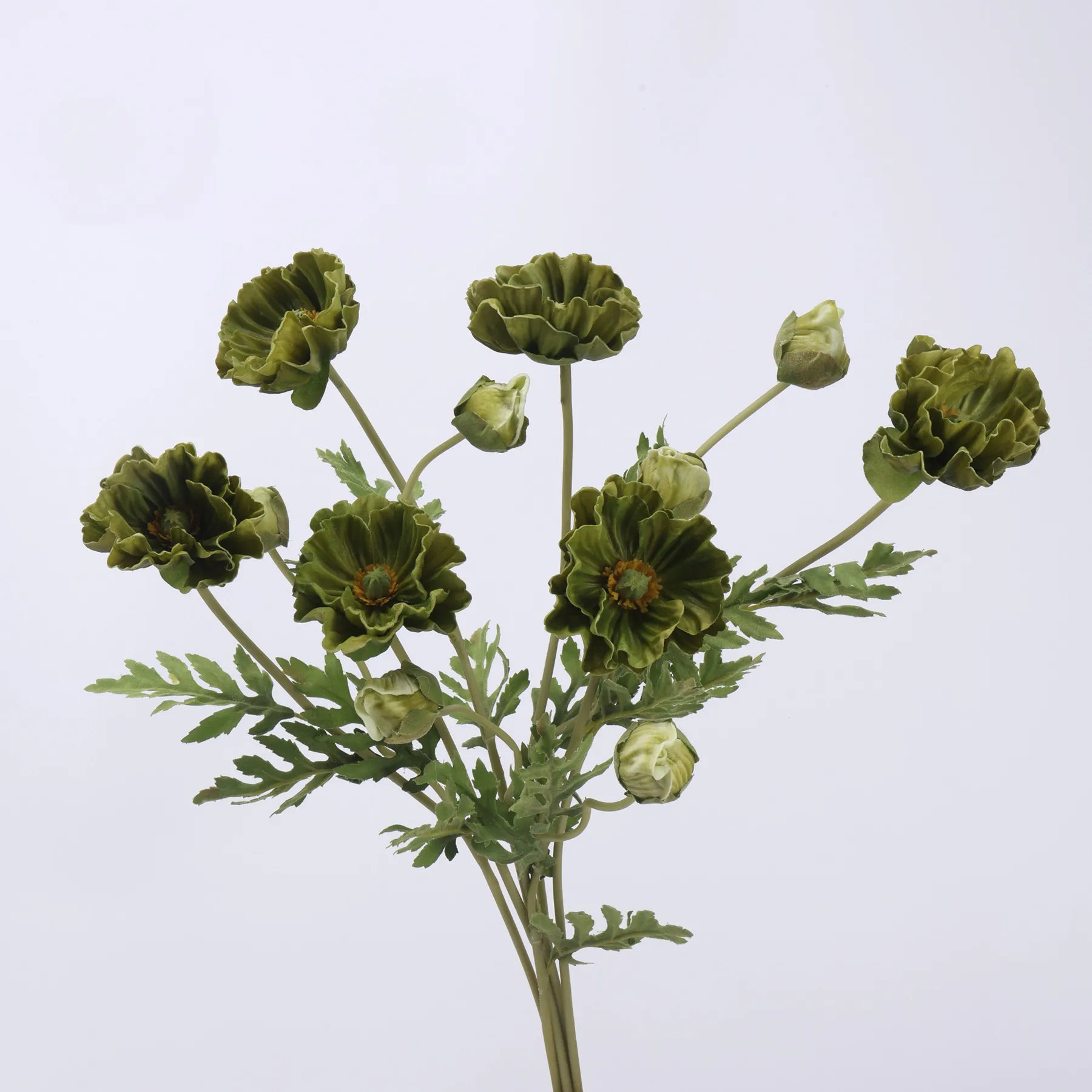 Maismohn