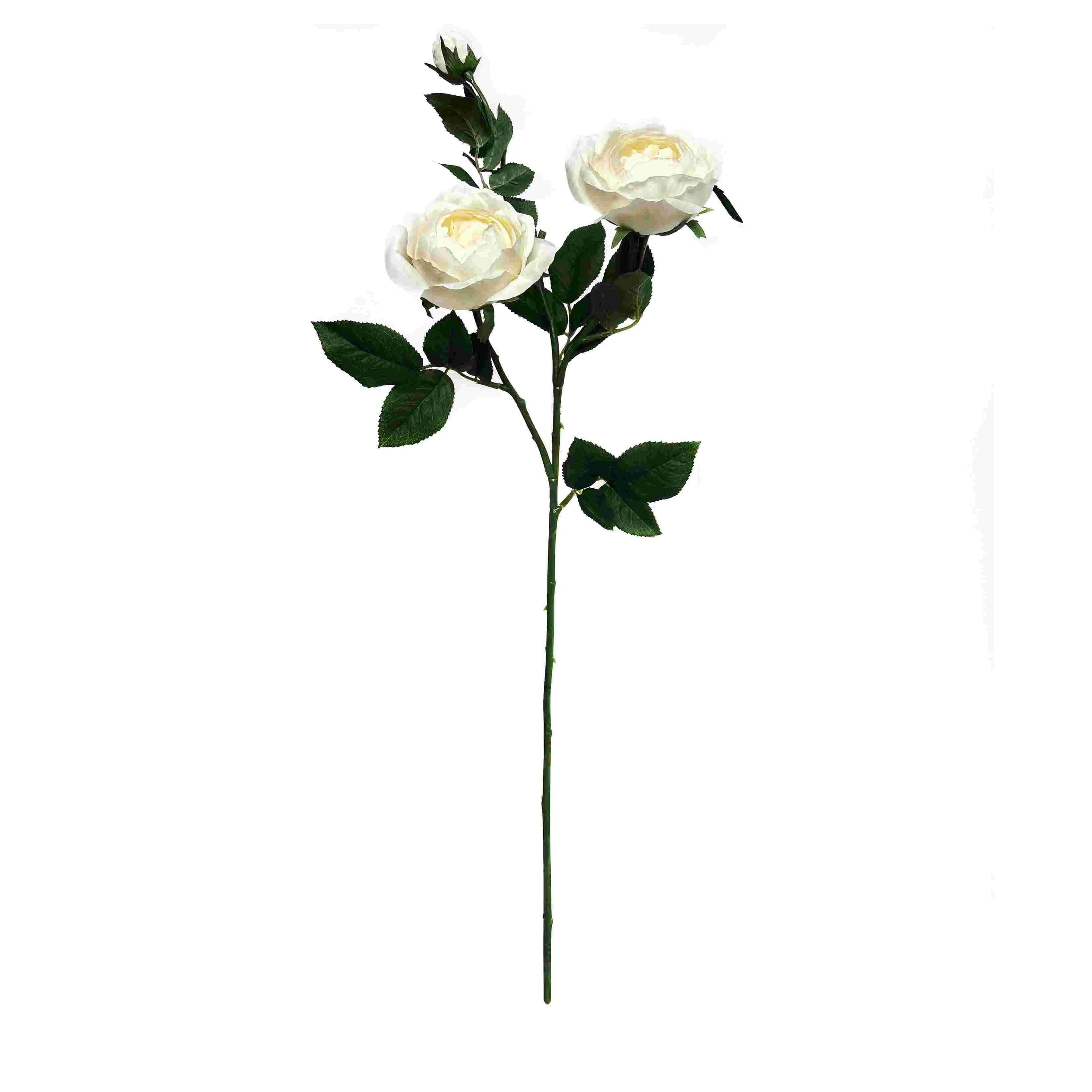 Eine einzelne Schmetterlingsrose