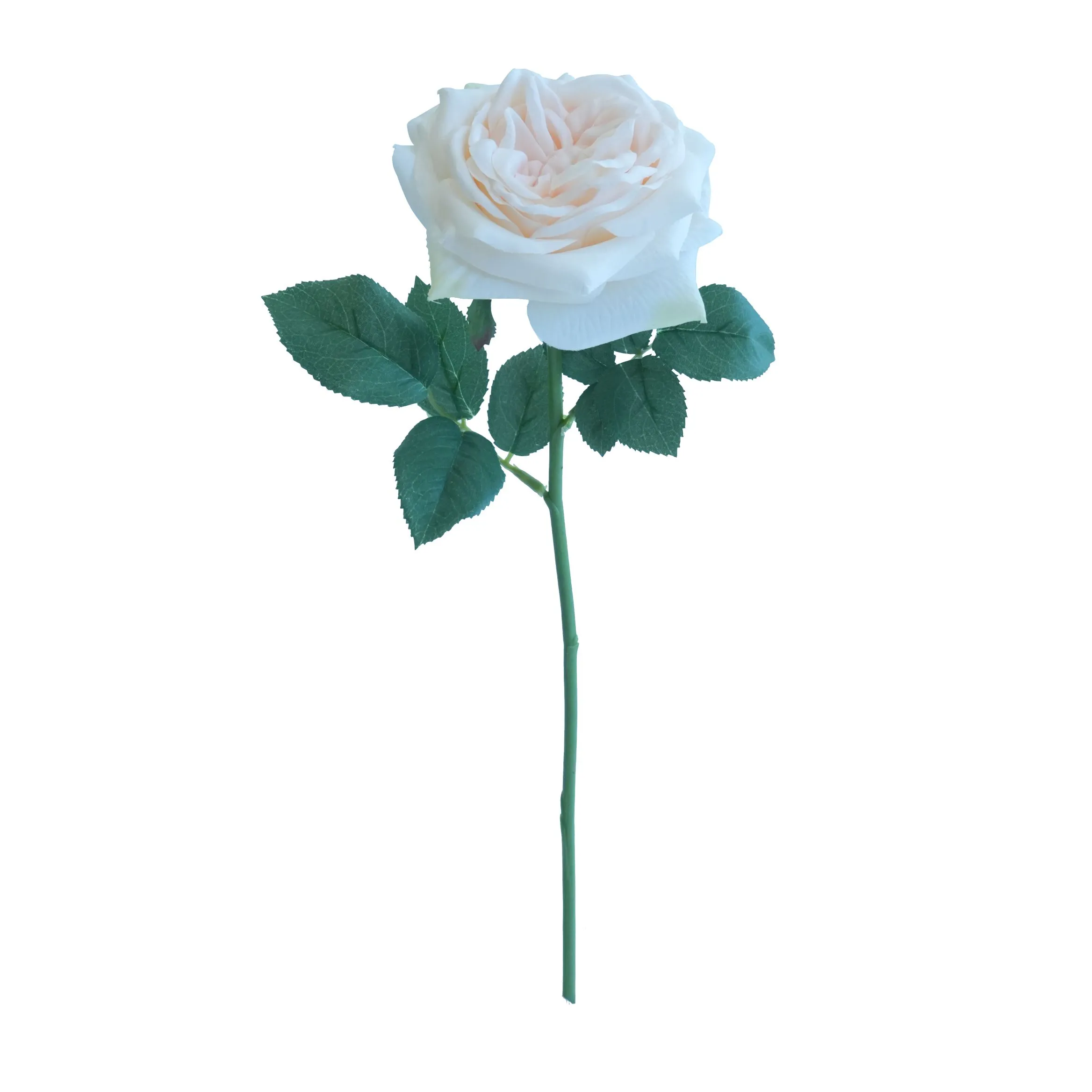 Kurze Lily Rose
