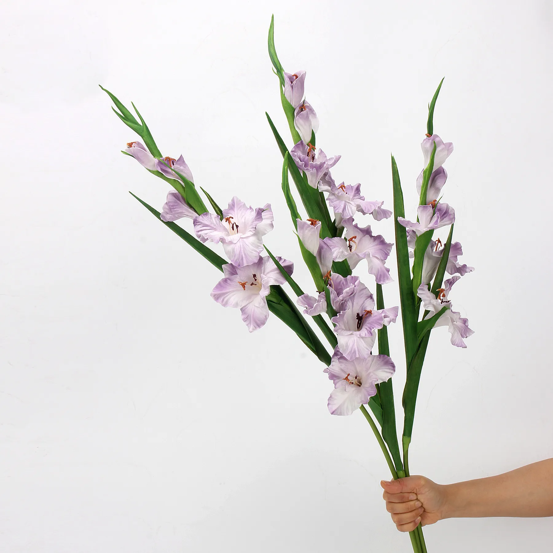 Gladiole