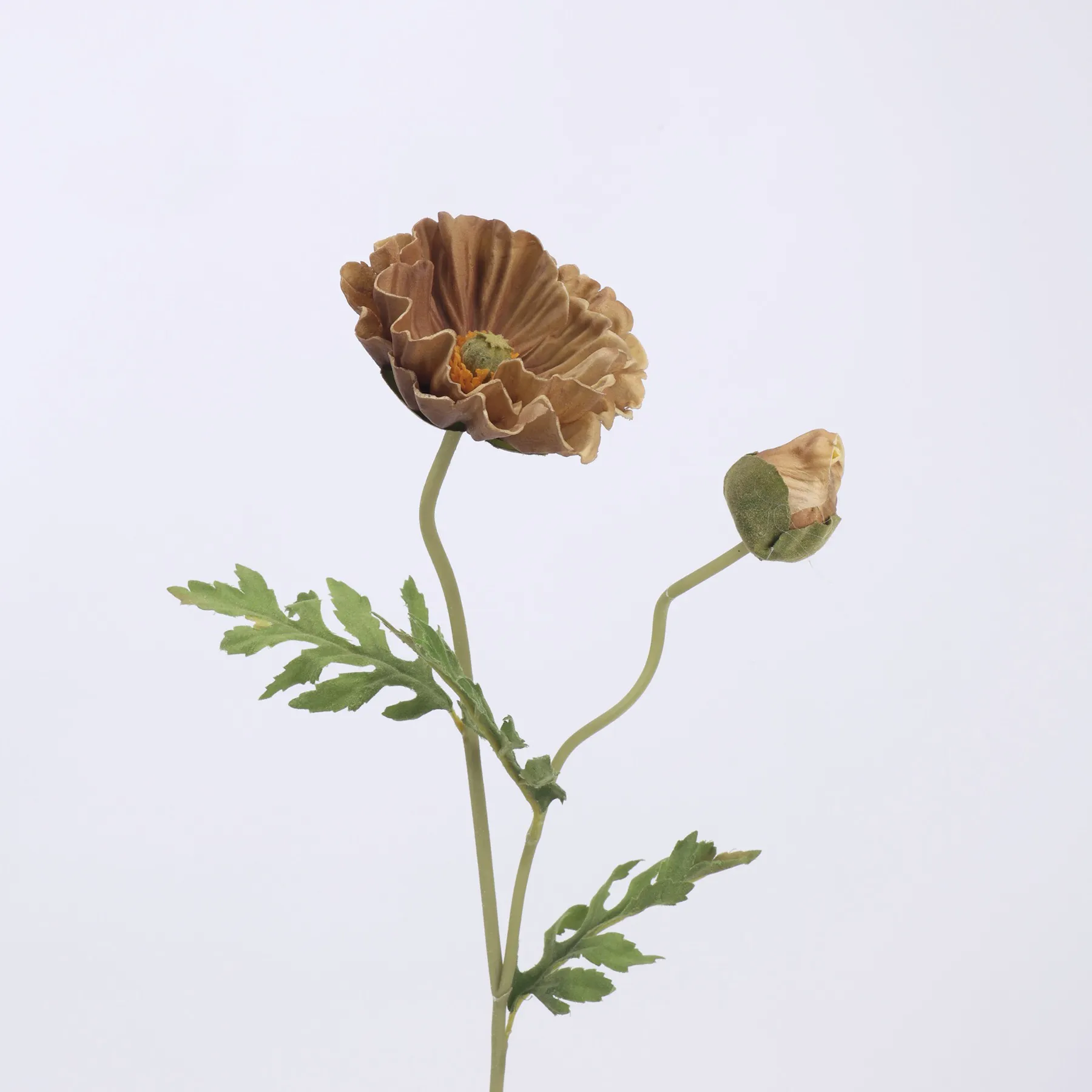 Maismohn