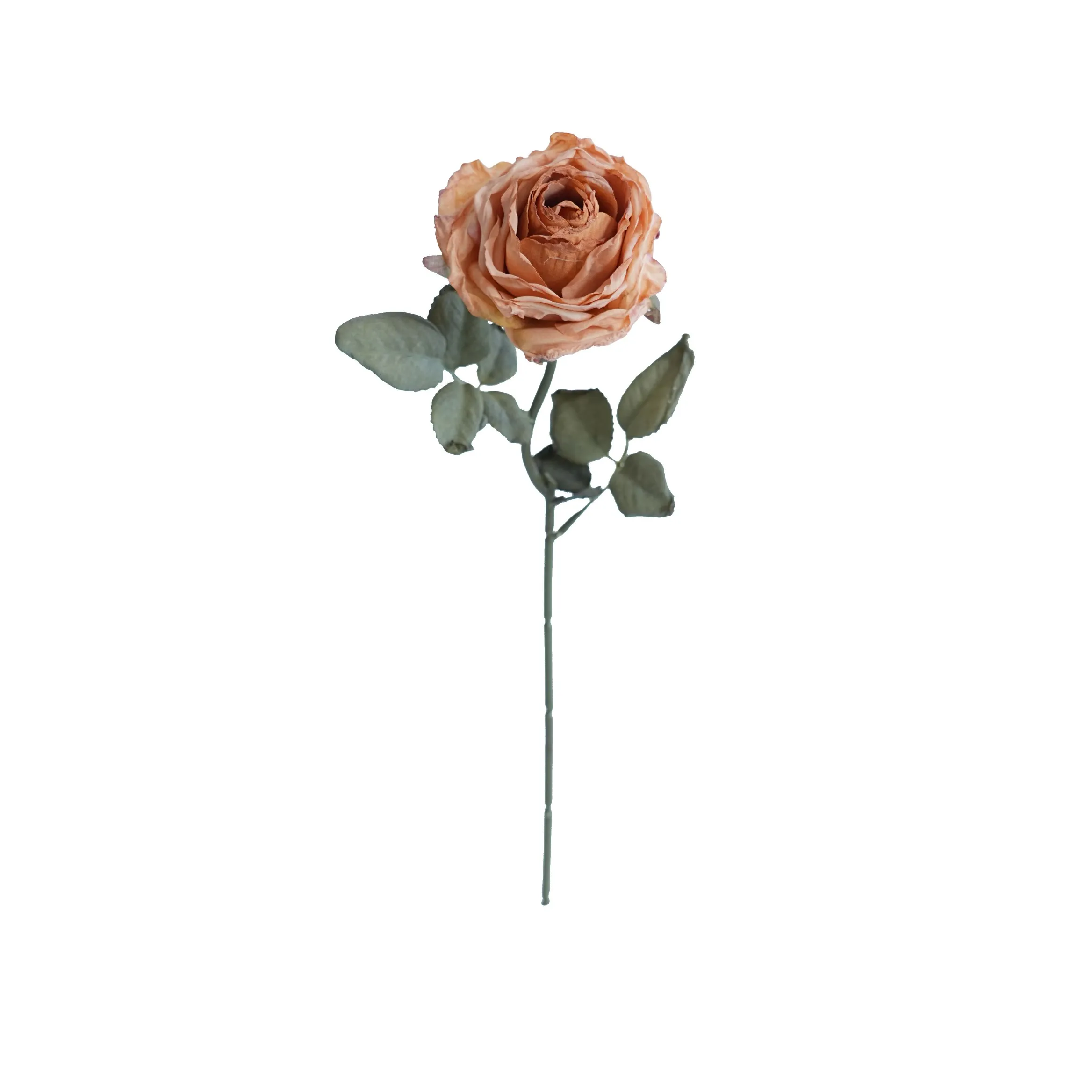 CORK-BORDED Multilyered Roses