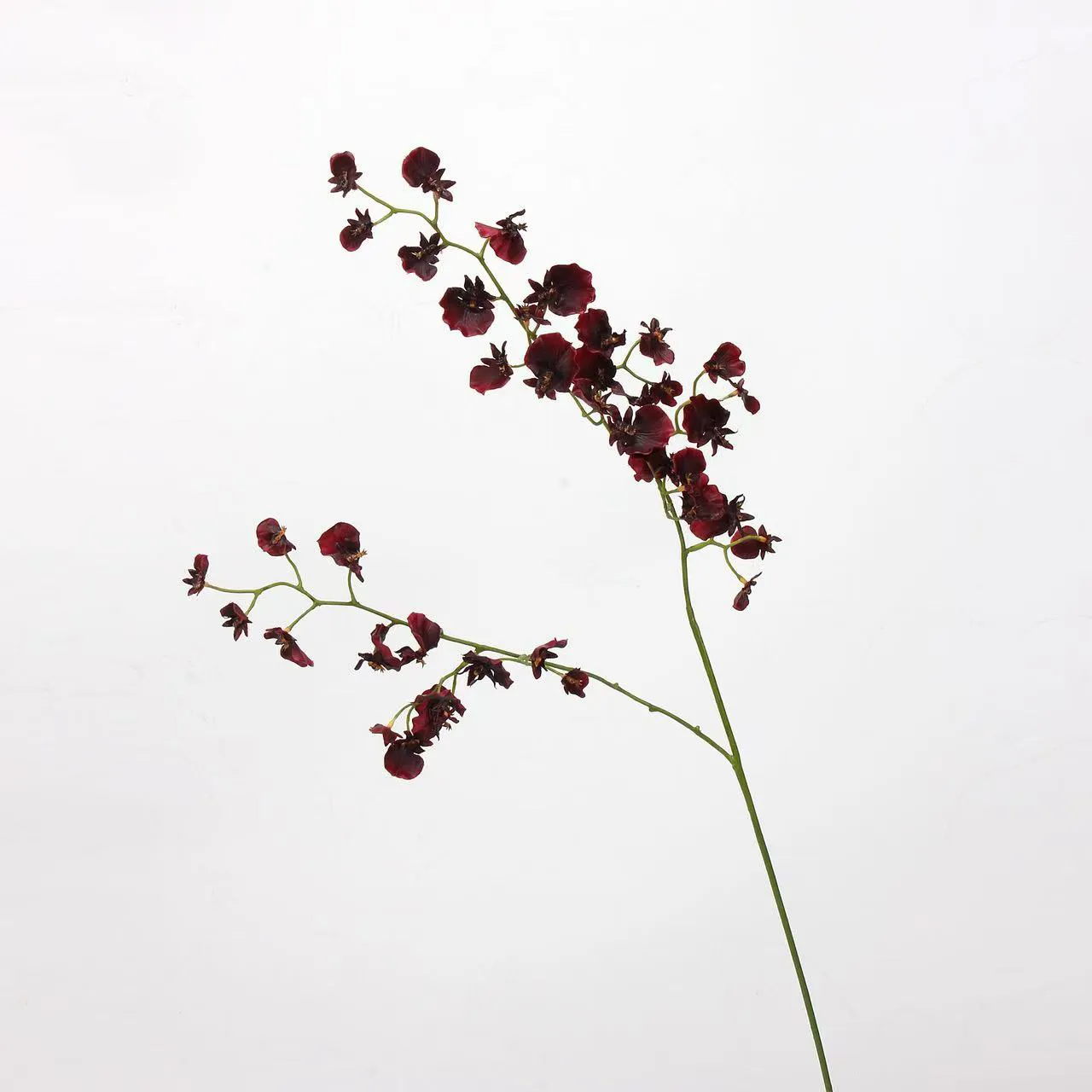 tanzende orchidee