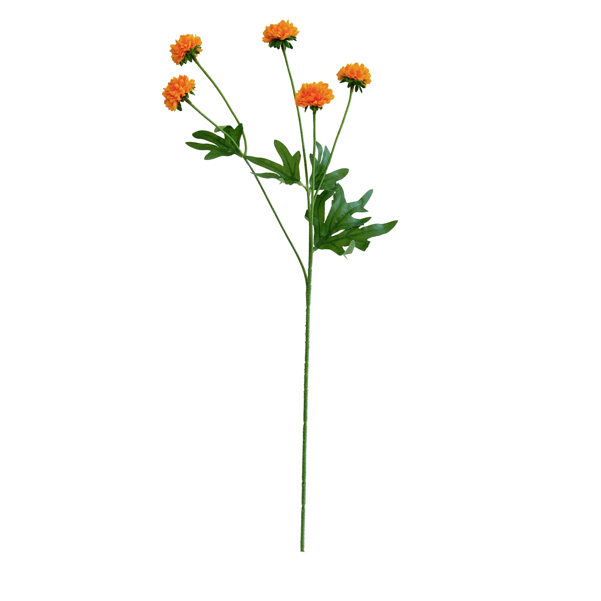 Ein einzelnes Chrysantheme