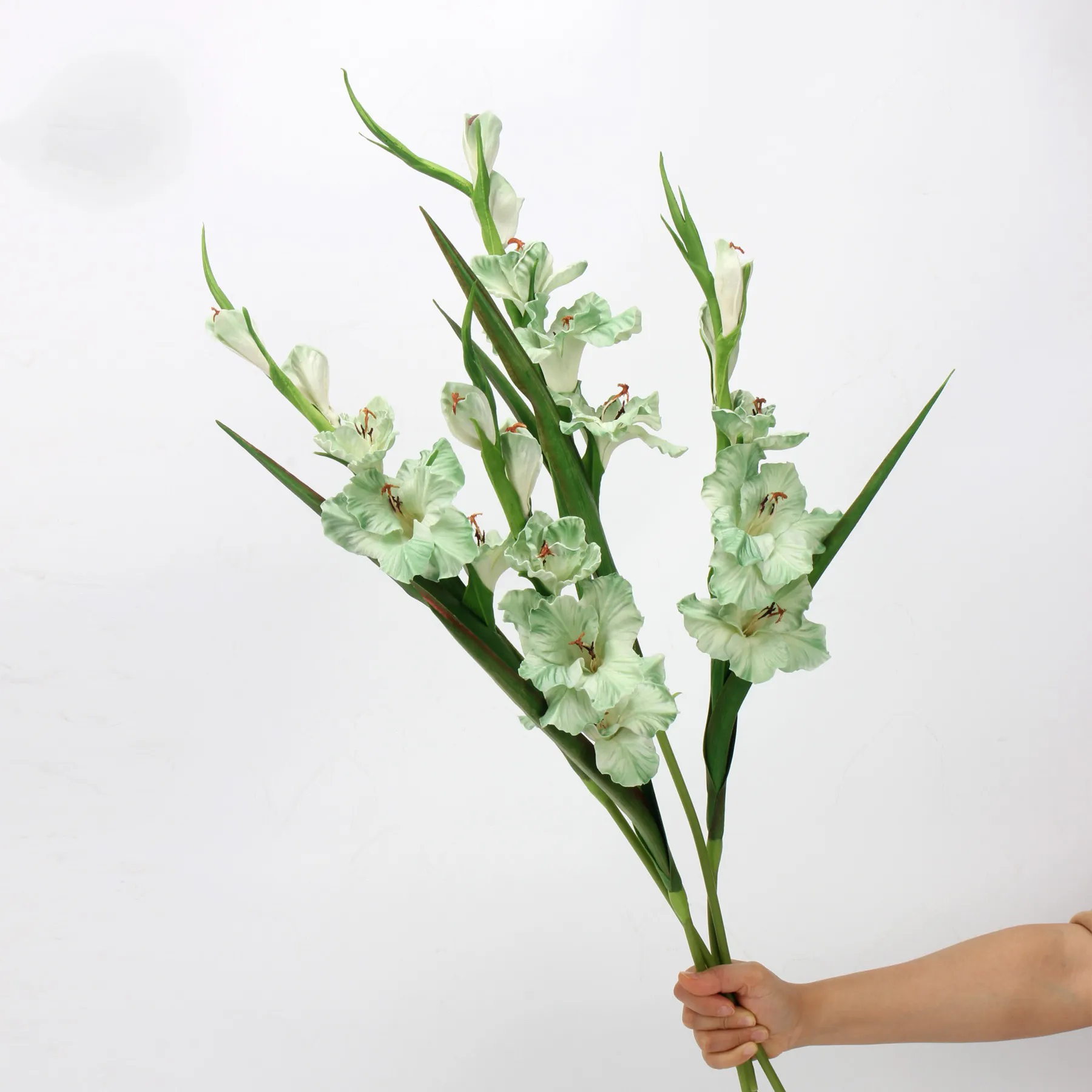 Gladiole