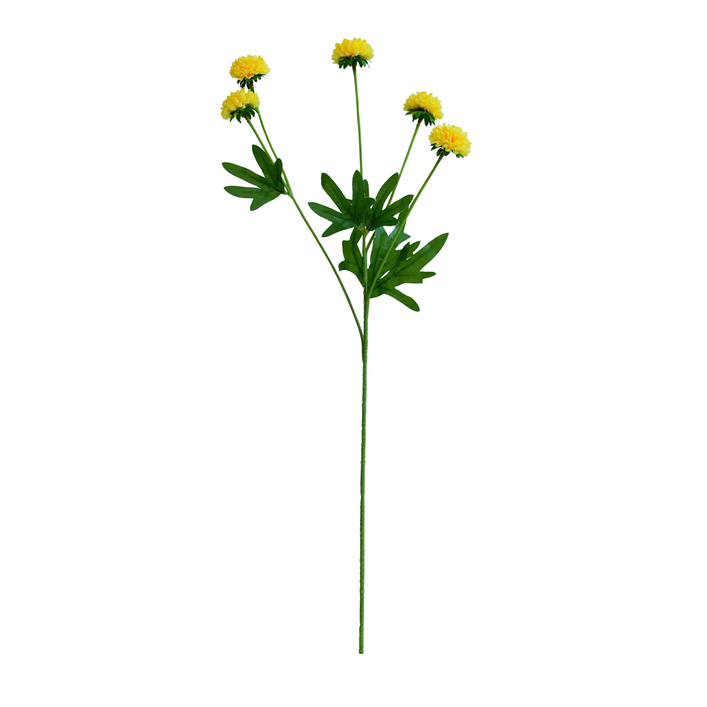 Ein einzelnes Chrysantheme