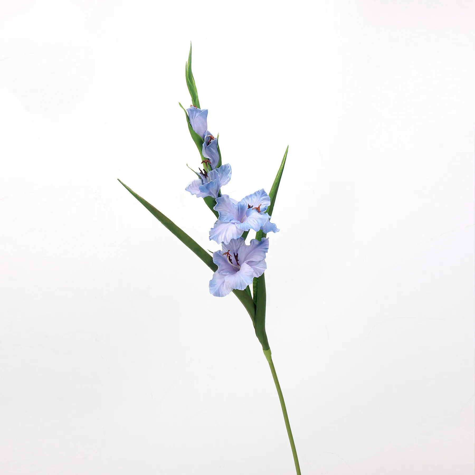 Gladiole