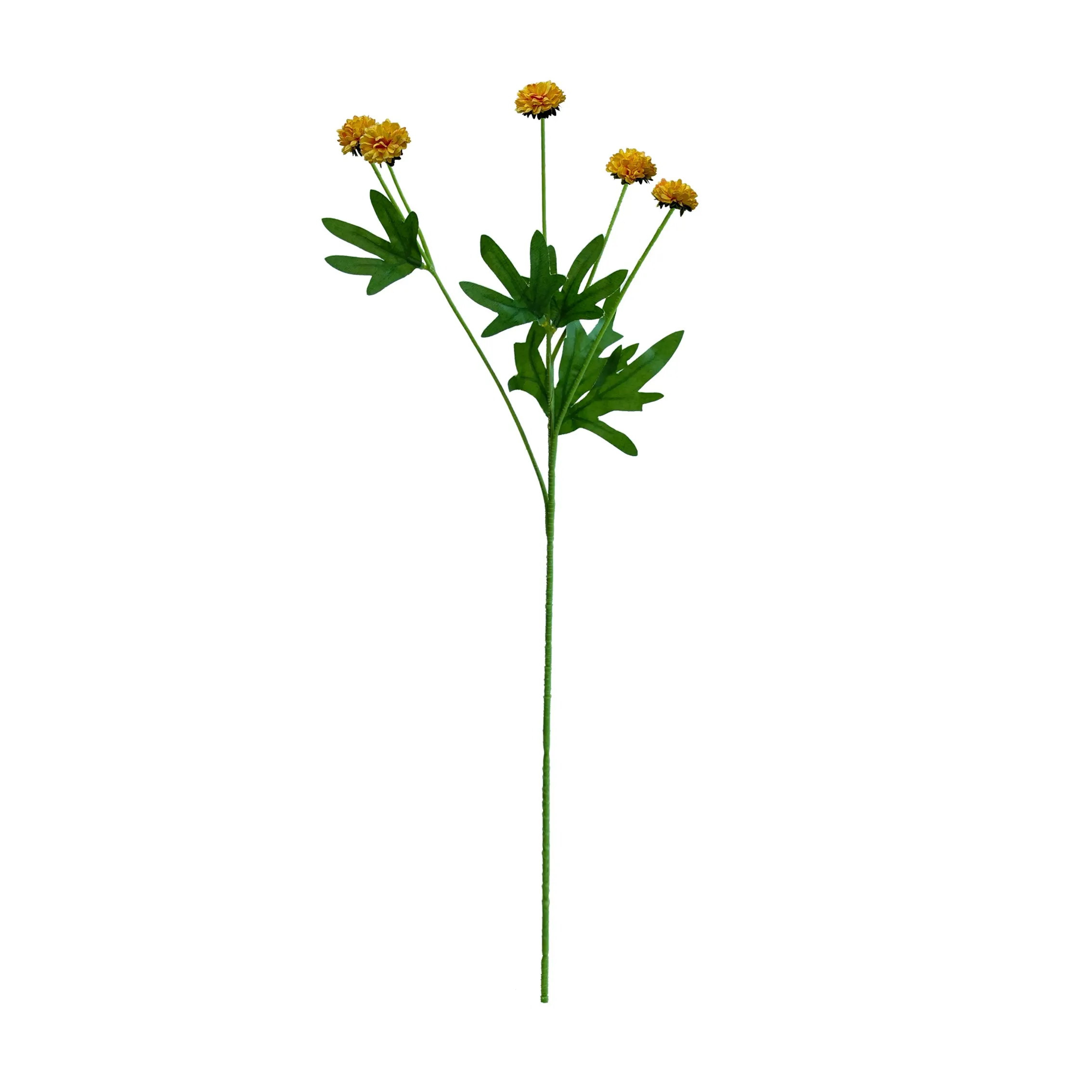 Ein einzelnes Chrysantheme