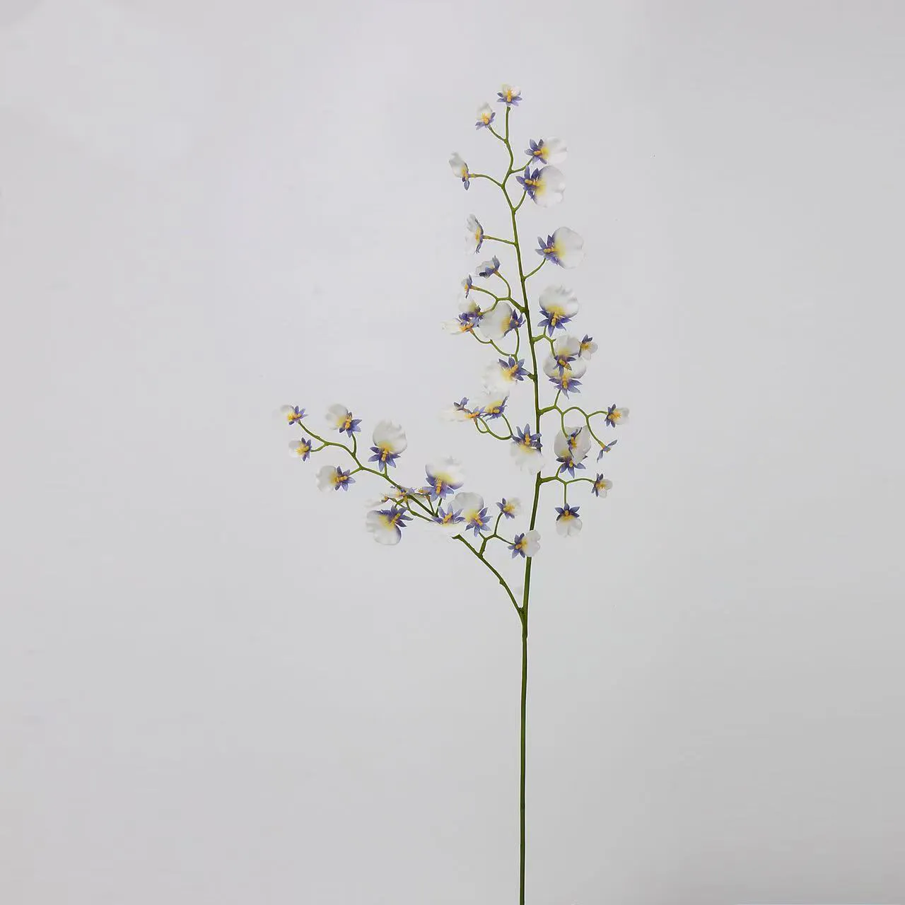 tanzende orchidee