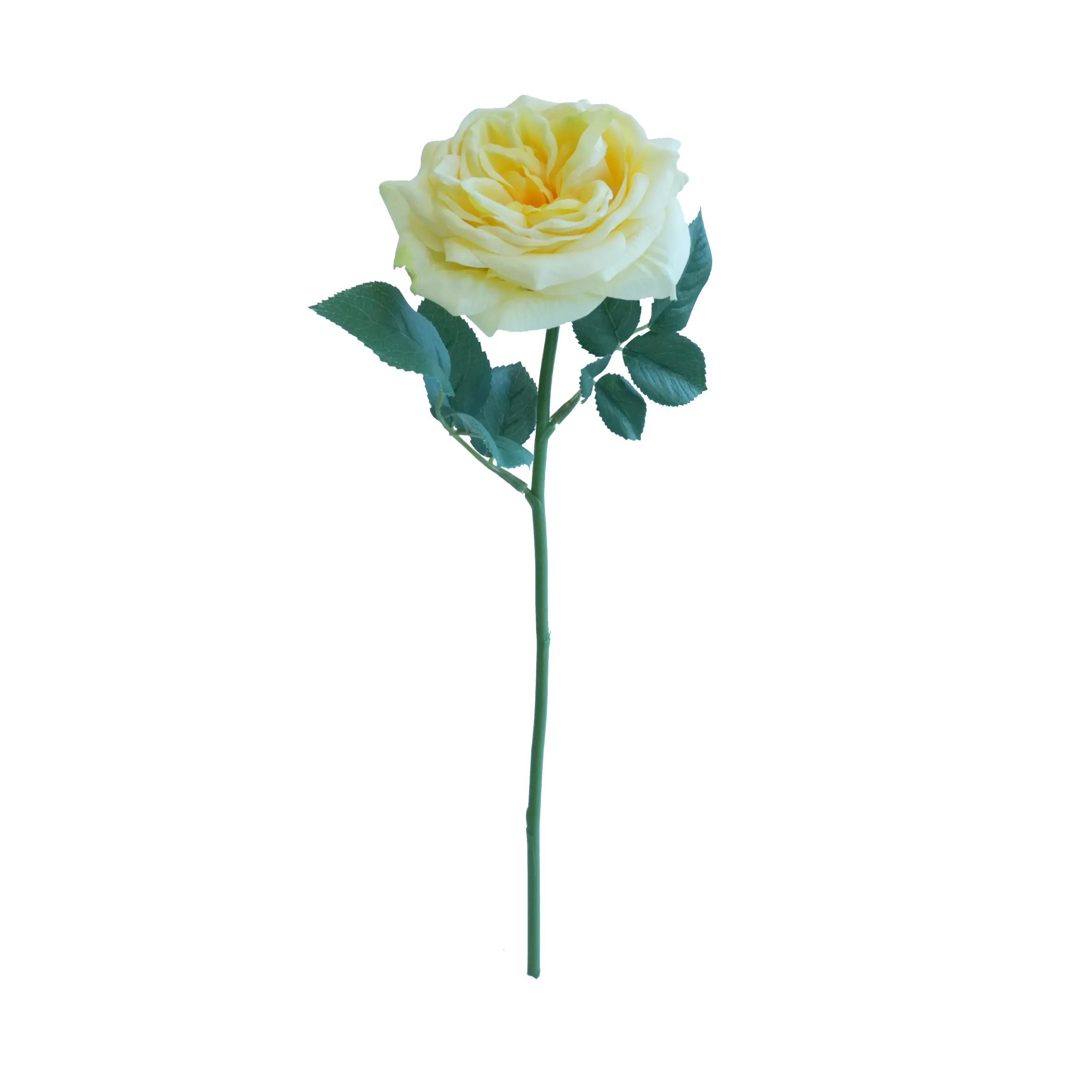 Kurze Lily Rose