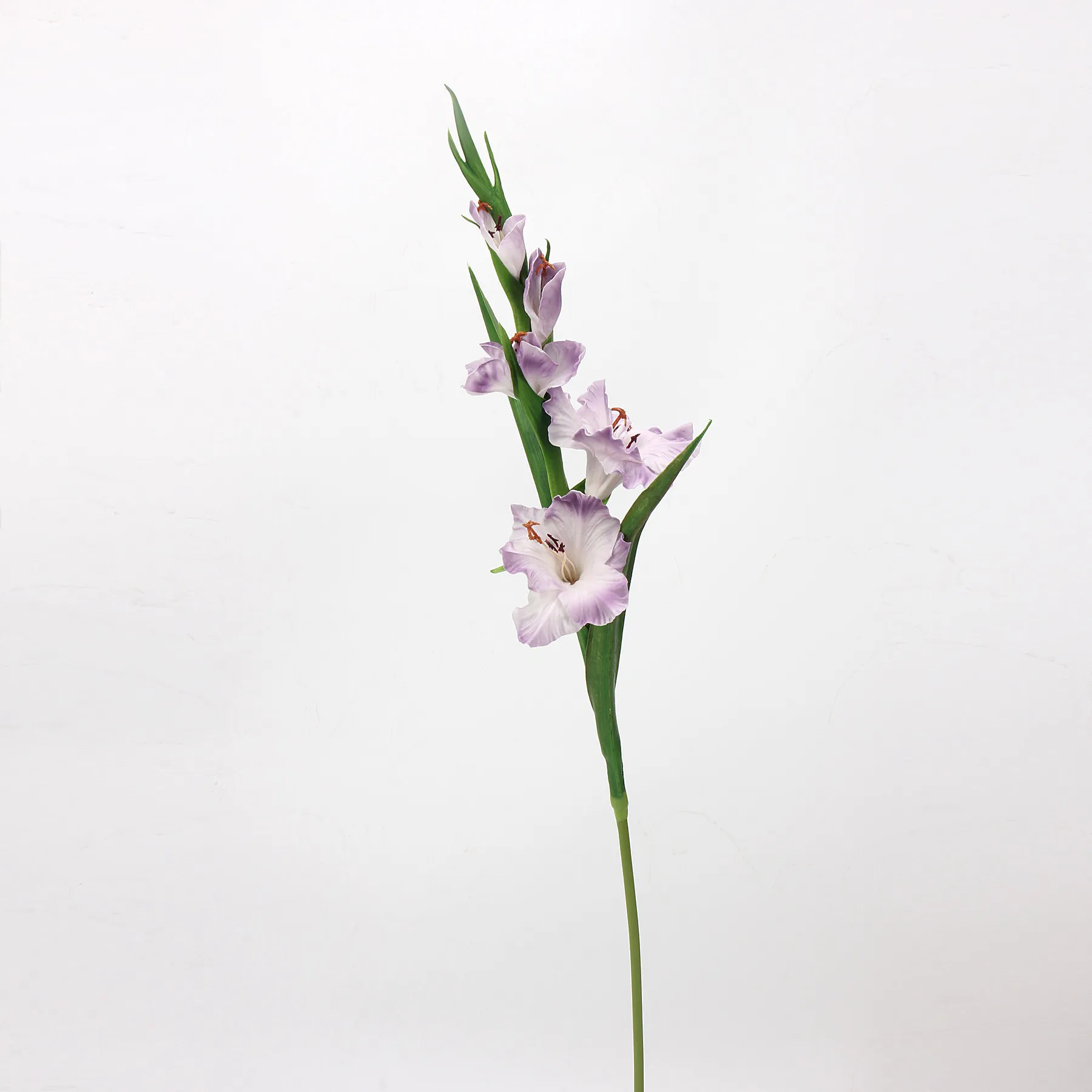 Gladiole