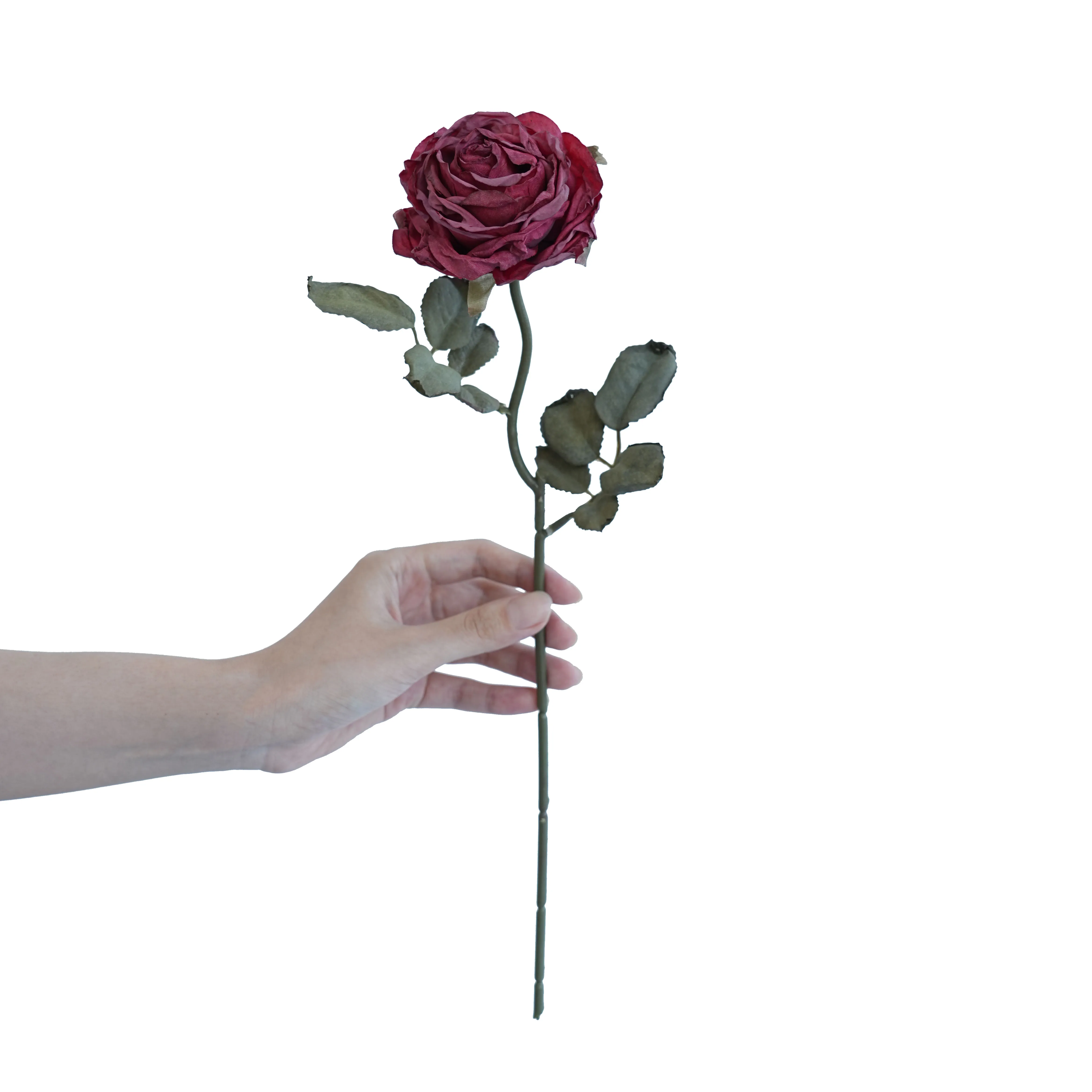 CORK-BORDED Multilyered Roses