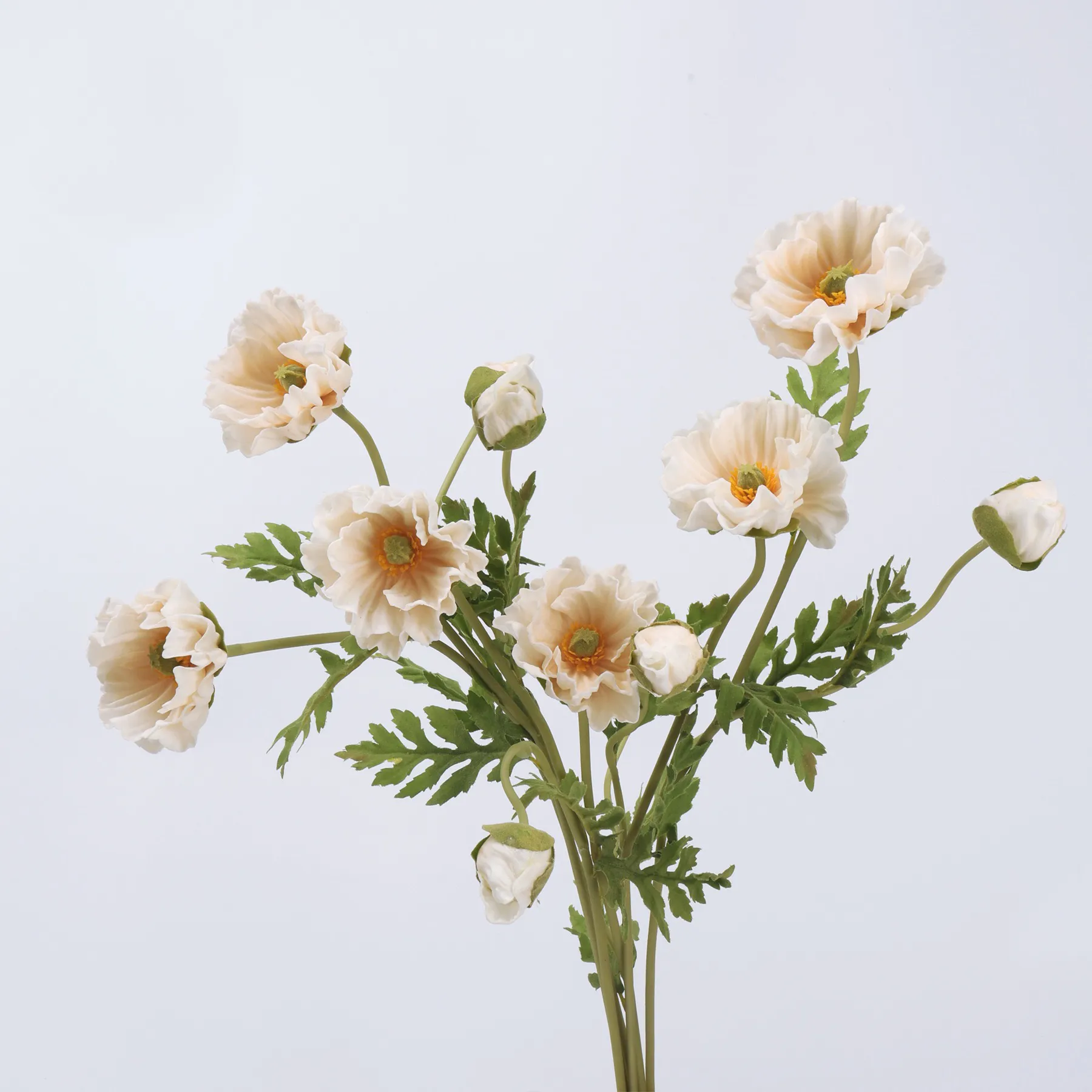 Maismohn