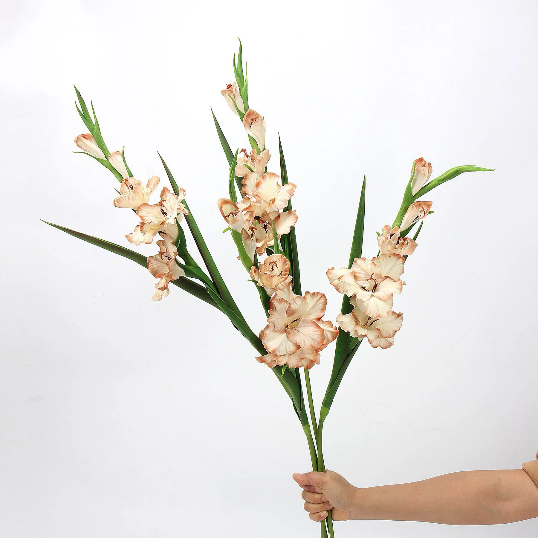 Gladiole