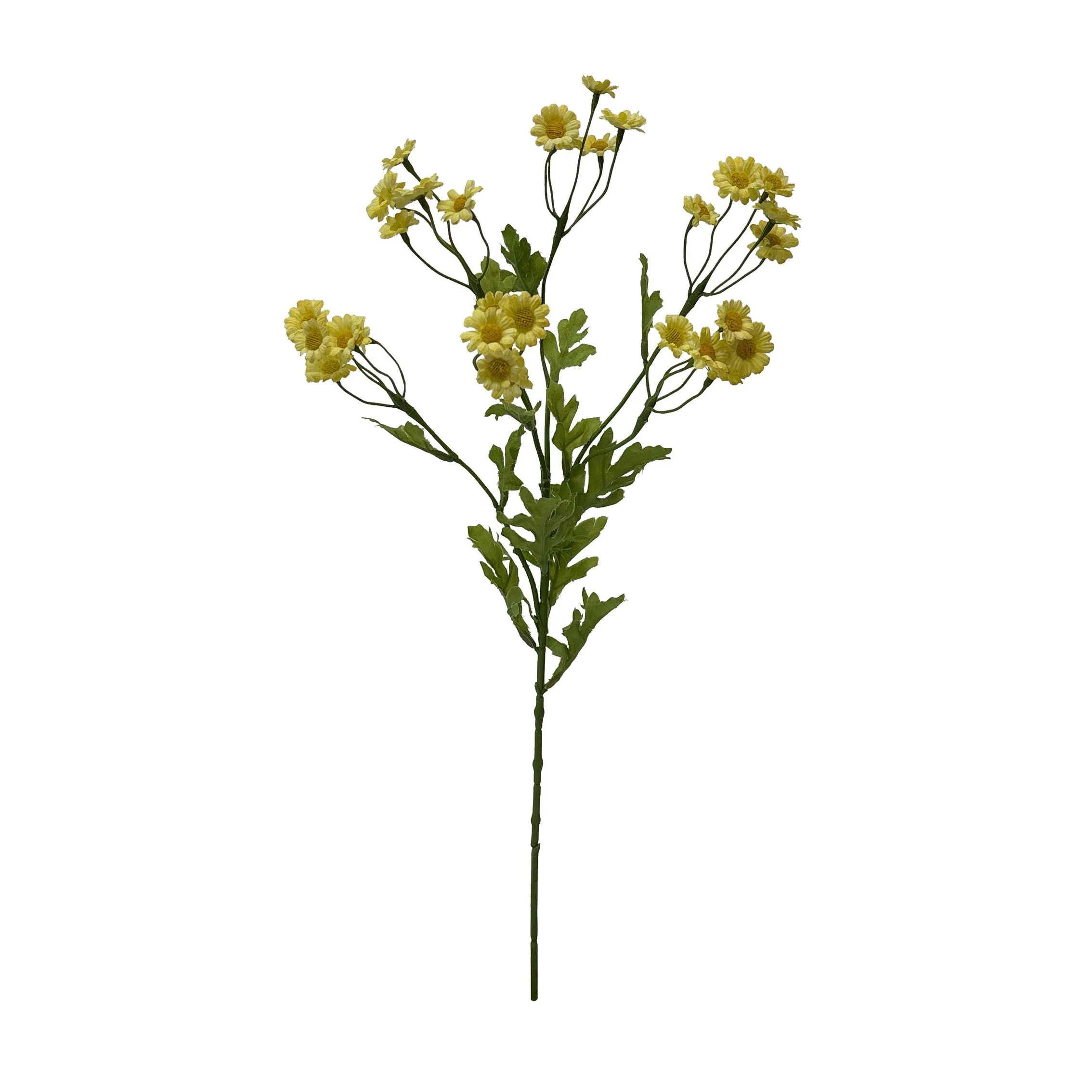 Eine einzige Portion Chamomile