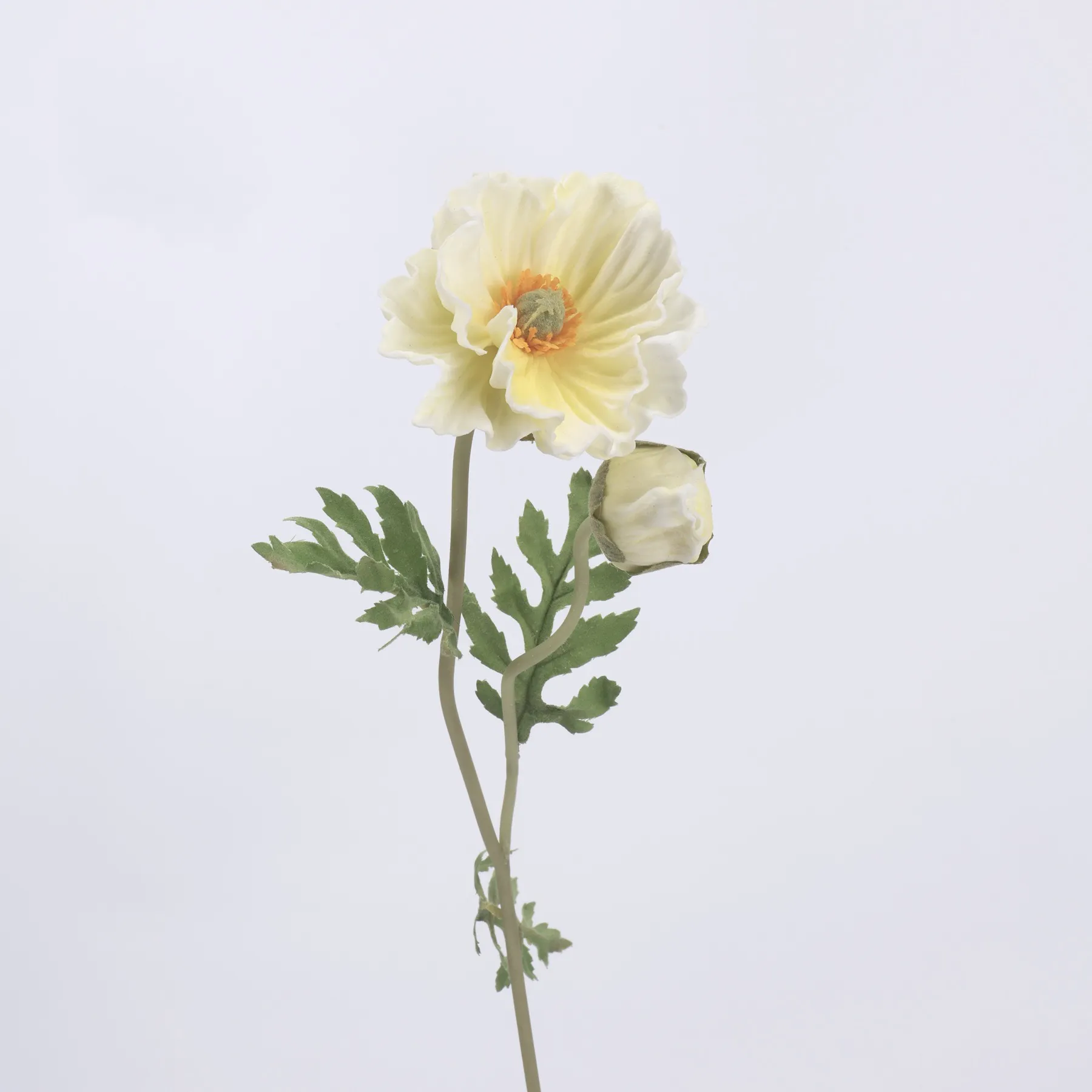 Maismohn