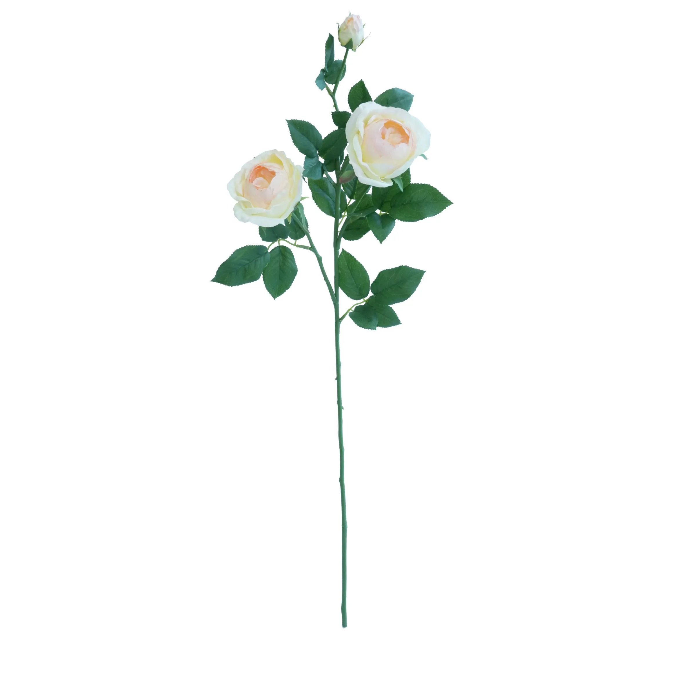 Eine einzelne Schmetterlingsrose
