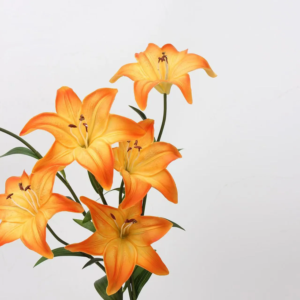 Liebhaber Lily