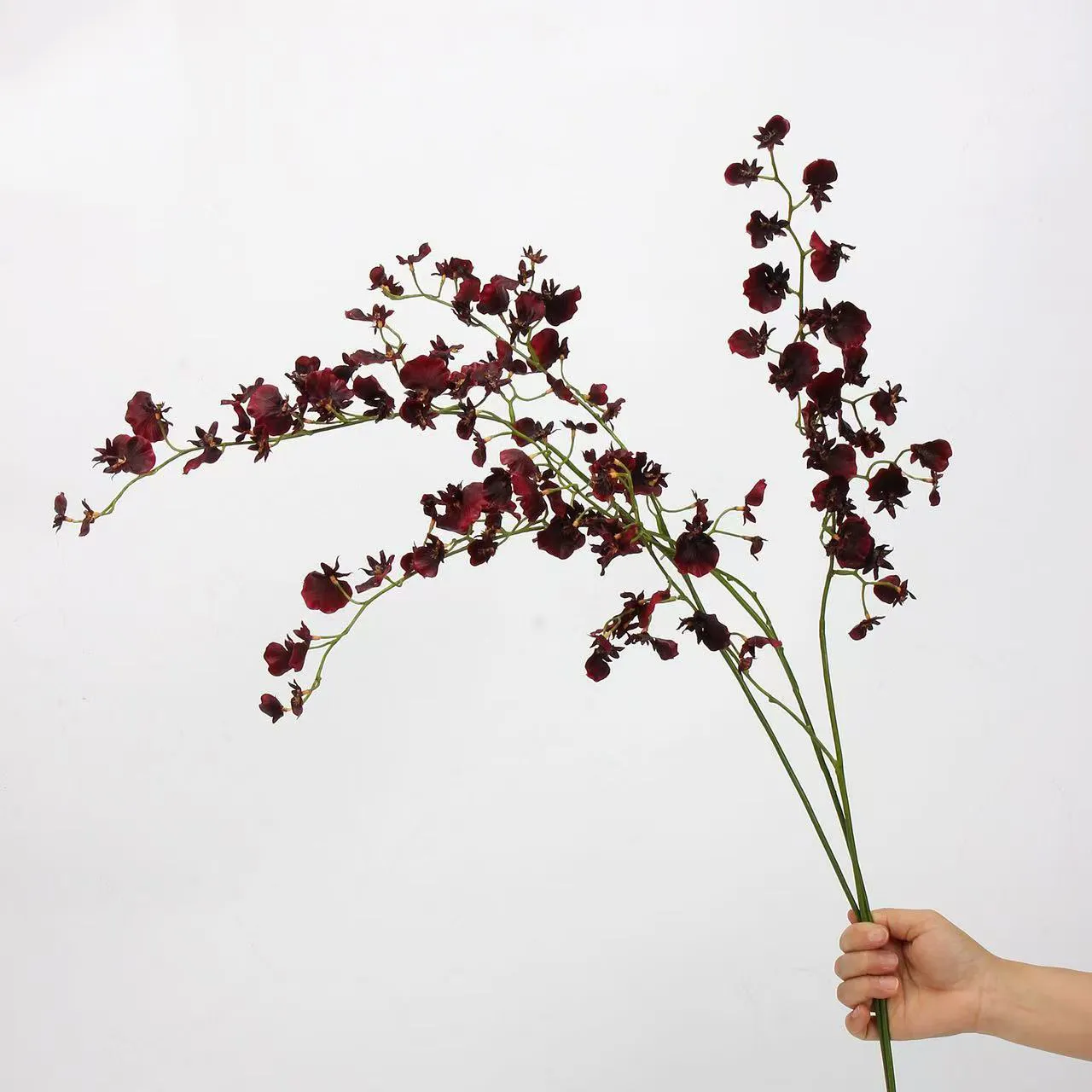 tanzende orchidee