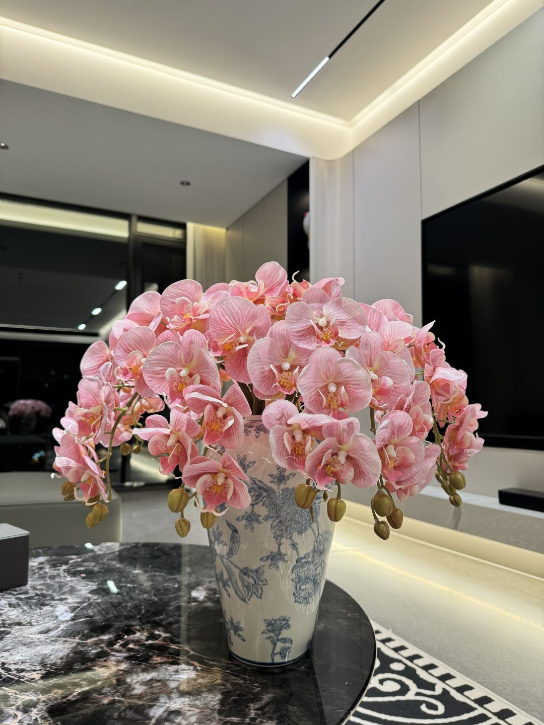 Phalaenopsis Orchideeeeeeeeeeeeeeeeeeeeee