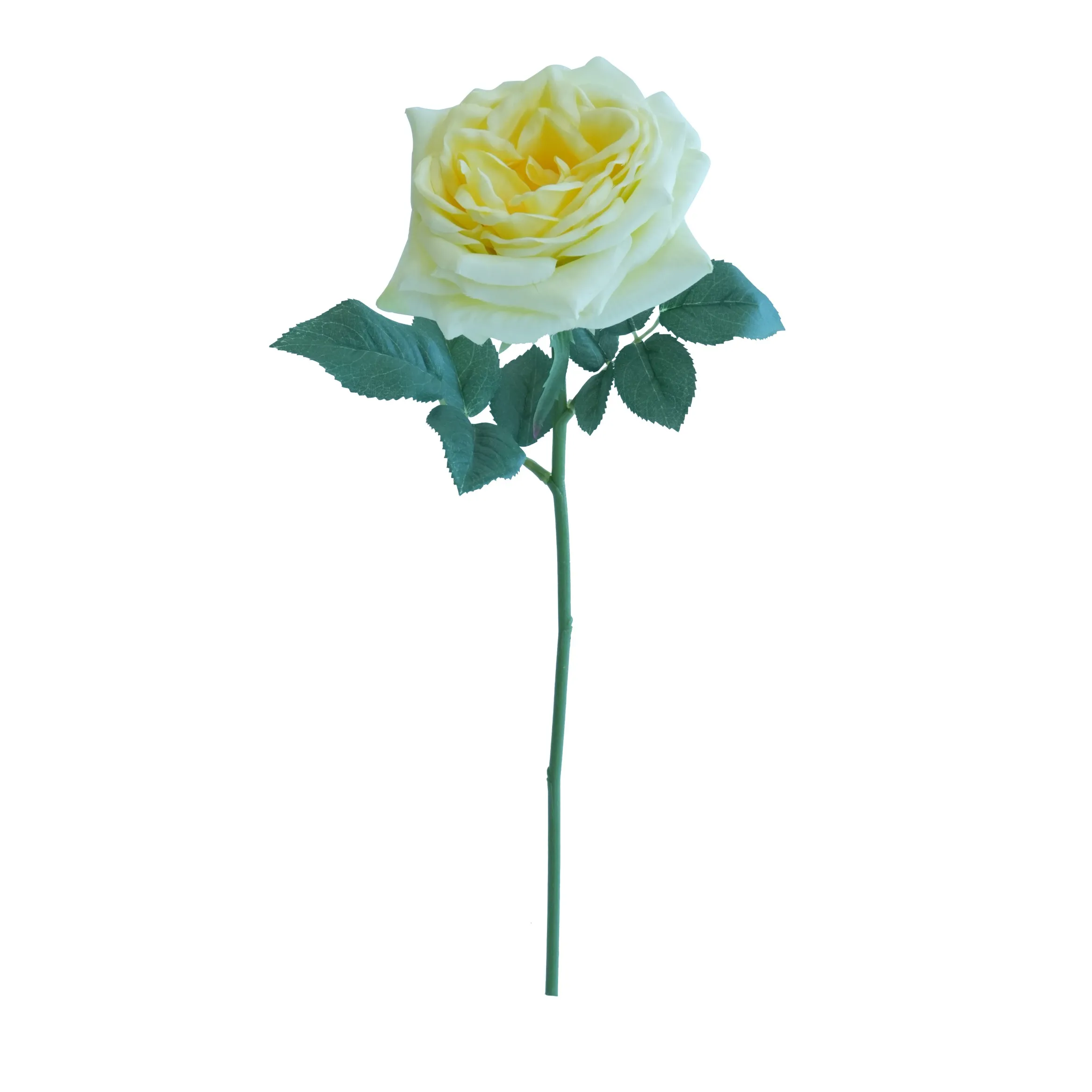 Kurze Lily Rose