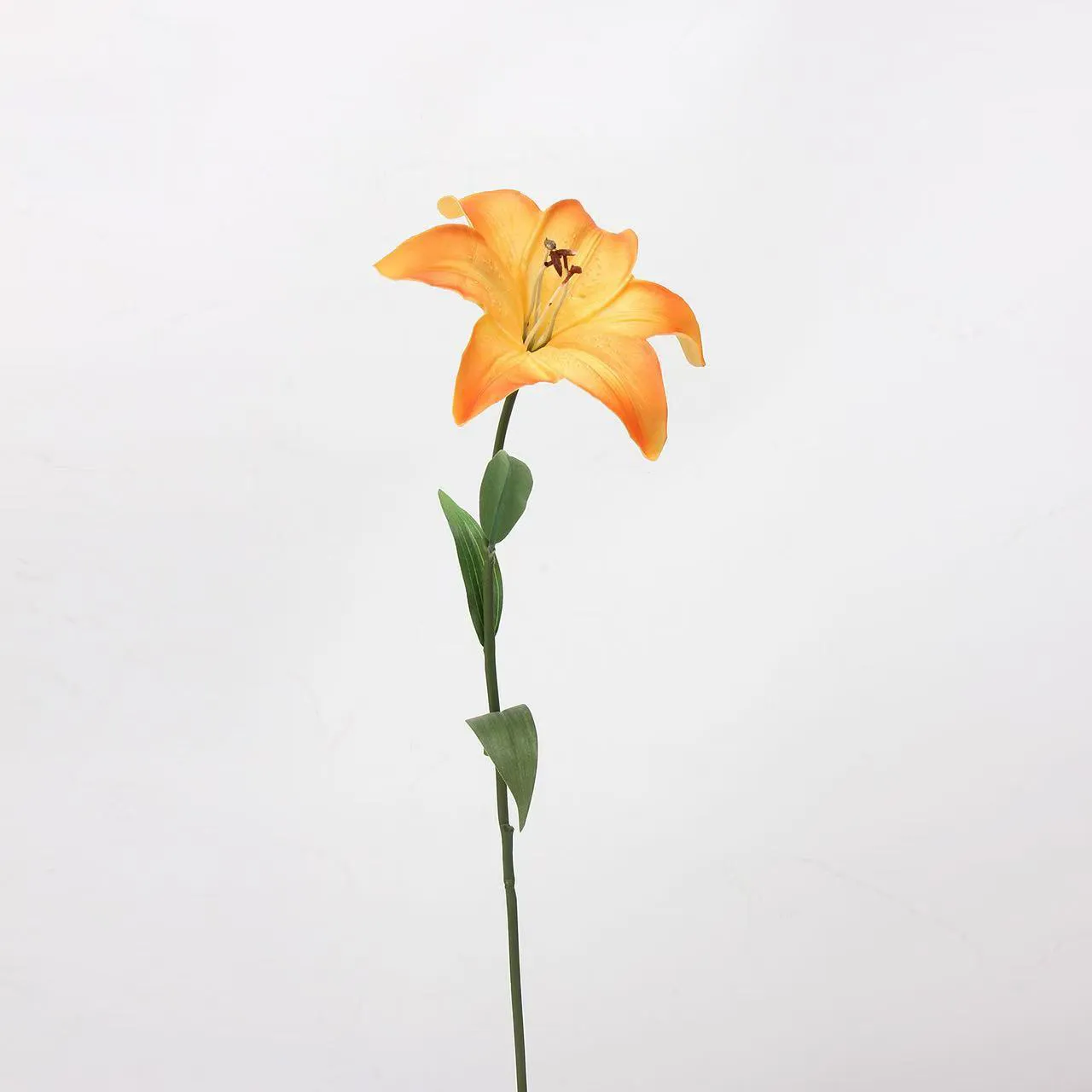 Liebhaber Lily