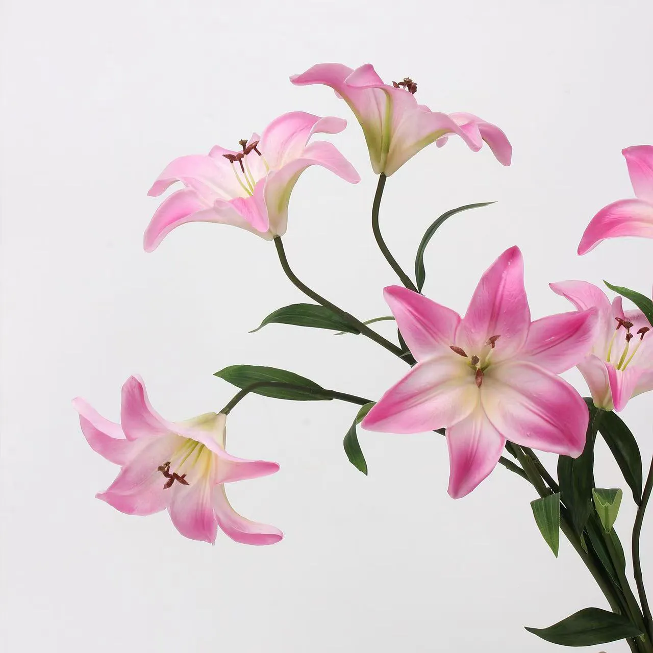 Liebhaber Lily
