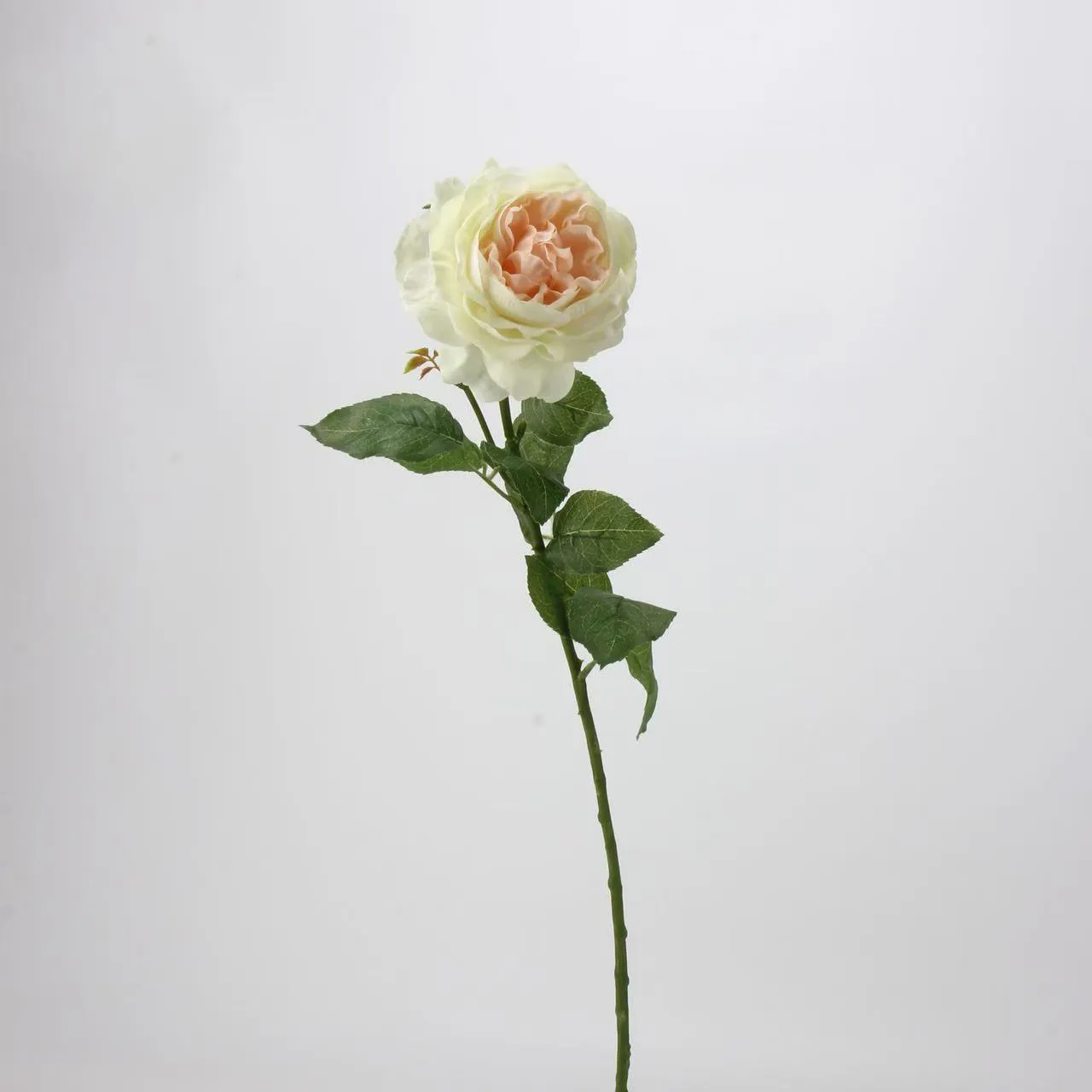 Dew Lotus Rose