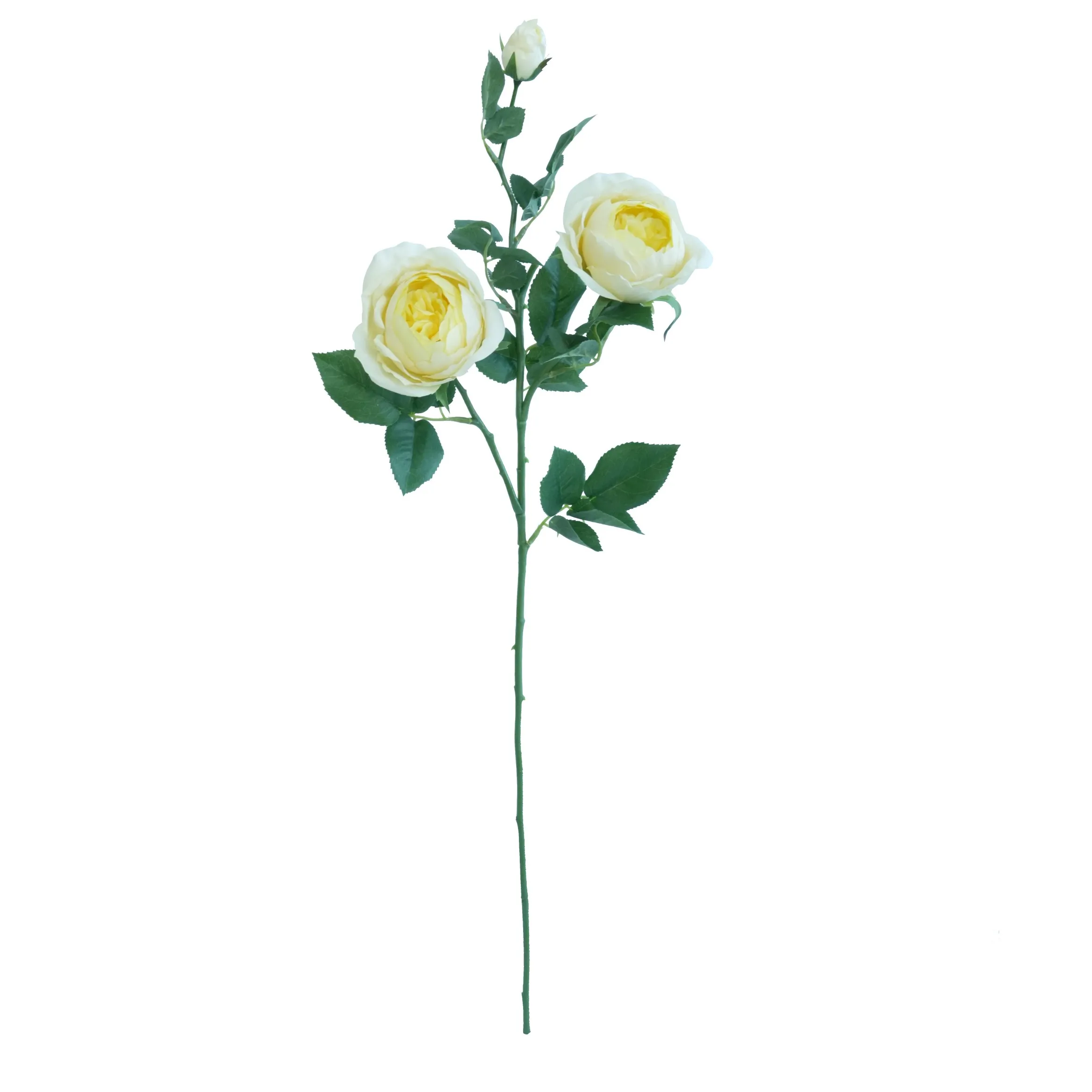 Eine einzelne Schmetterlingsrose