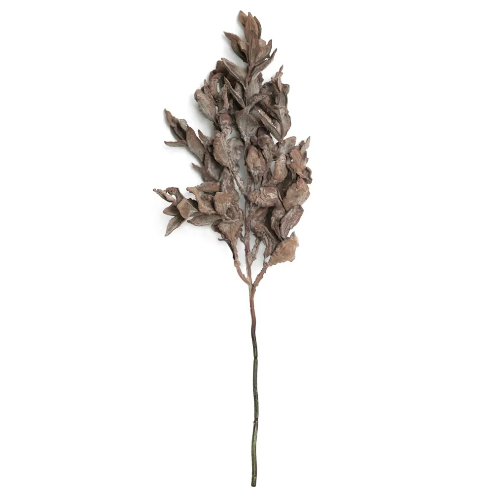 Kurzfranktes Yuanbao-Blatt