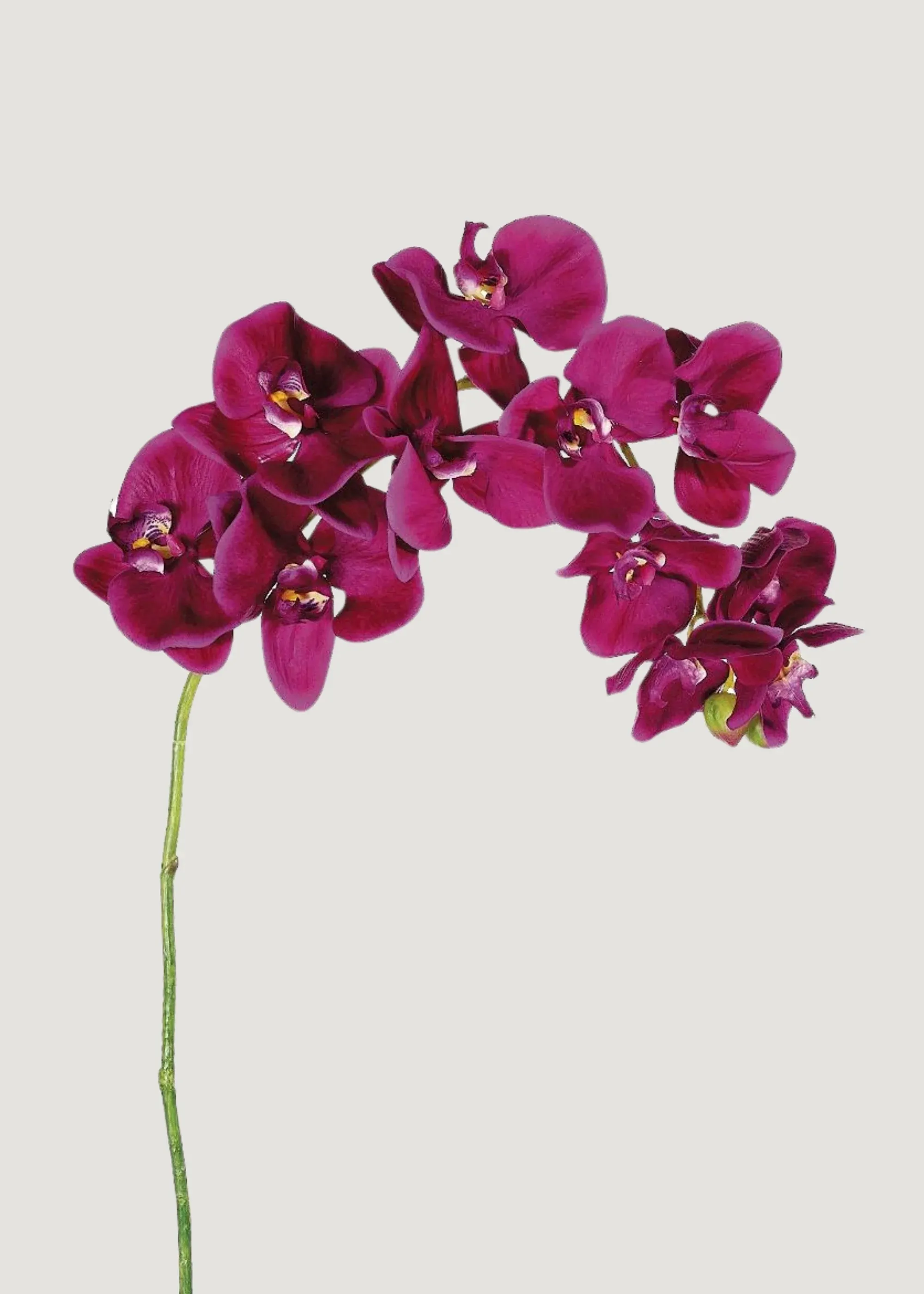 Phalaenopsis Orchideeee