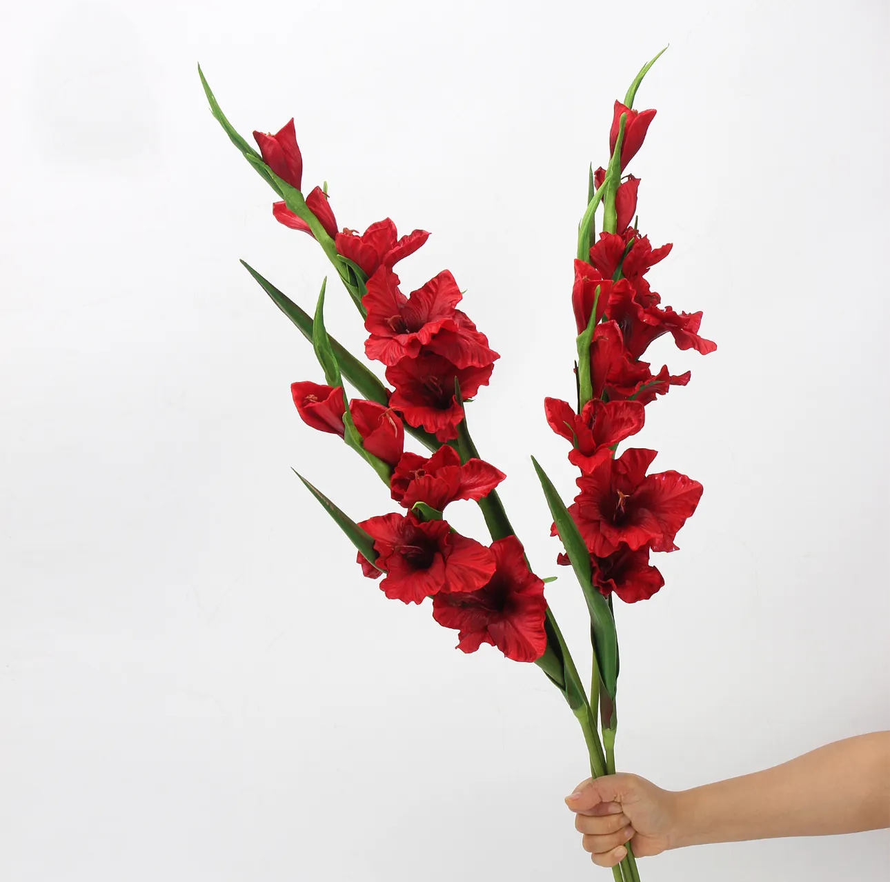 Gladiole