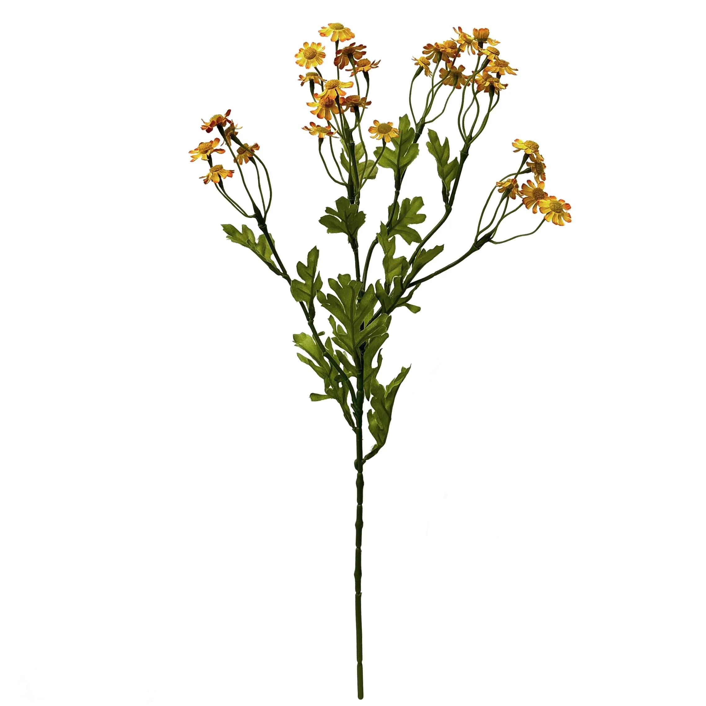 Ein einzelner kleiner Gänseblümchen
