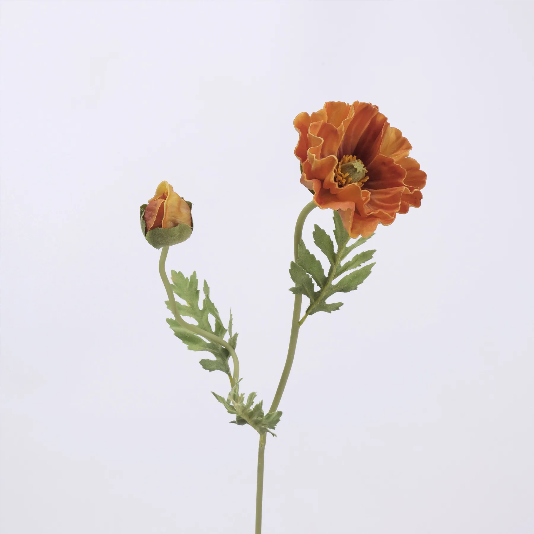 Maismohn