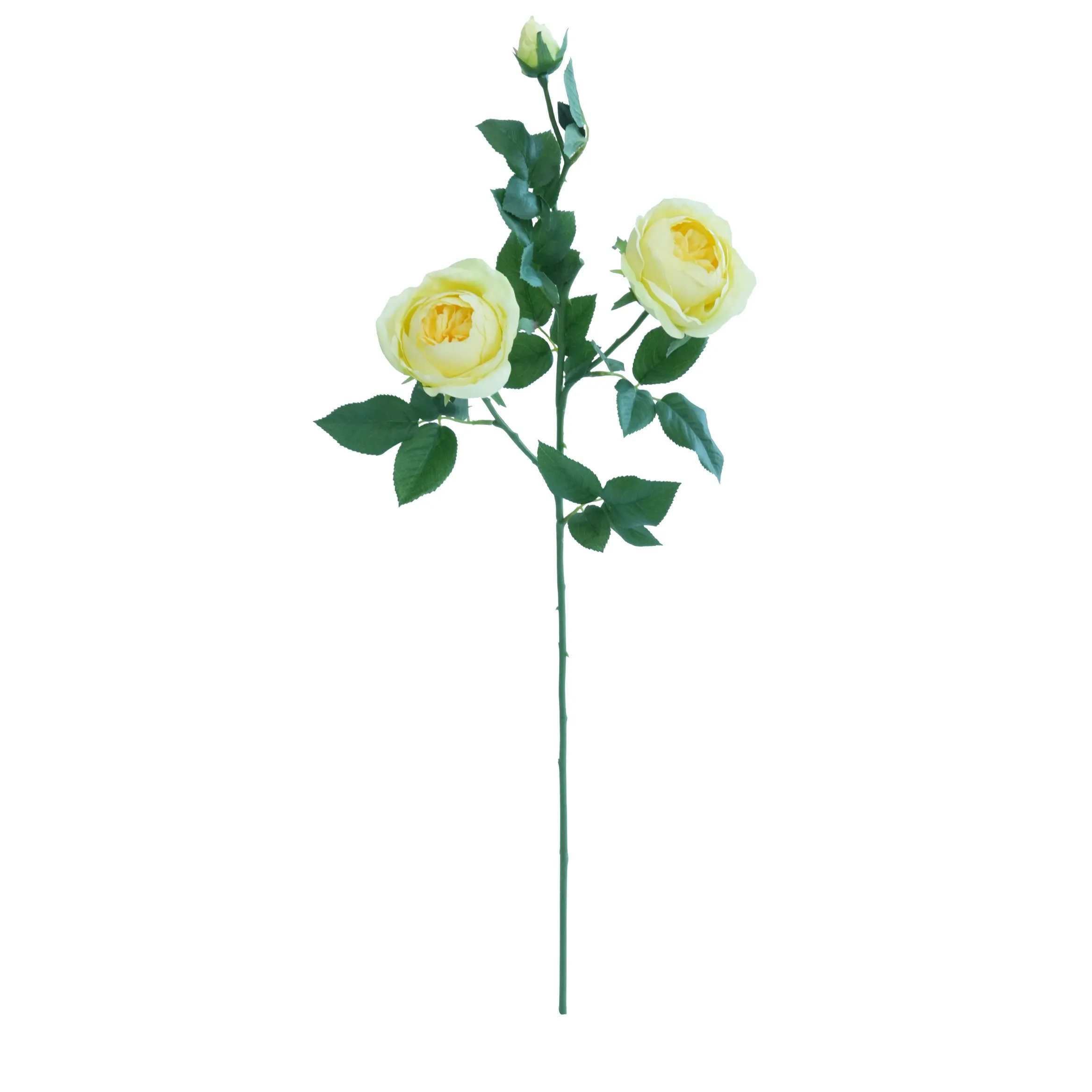 Eine einzelne Schmetterlingsrose