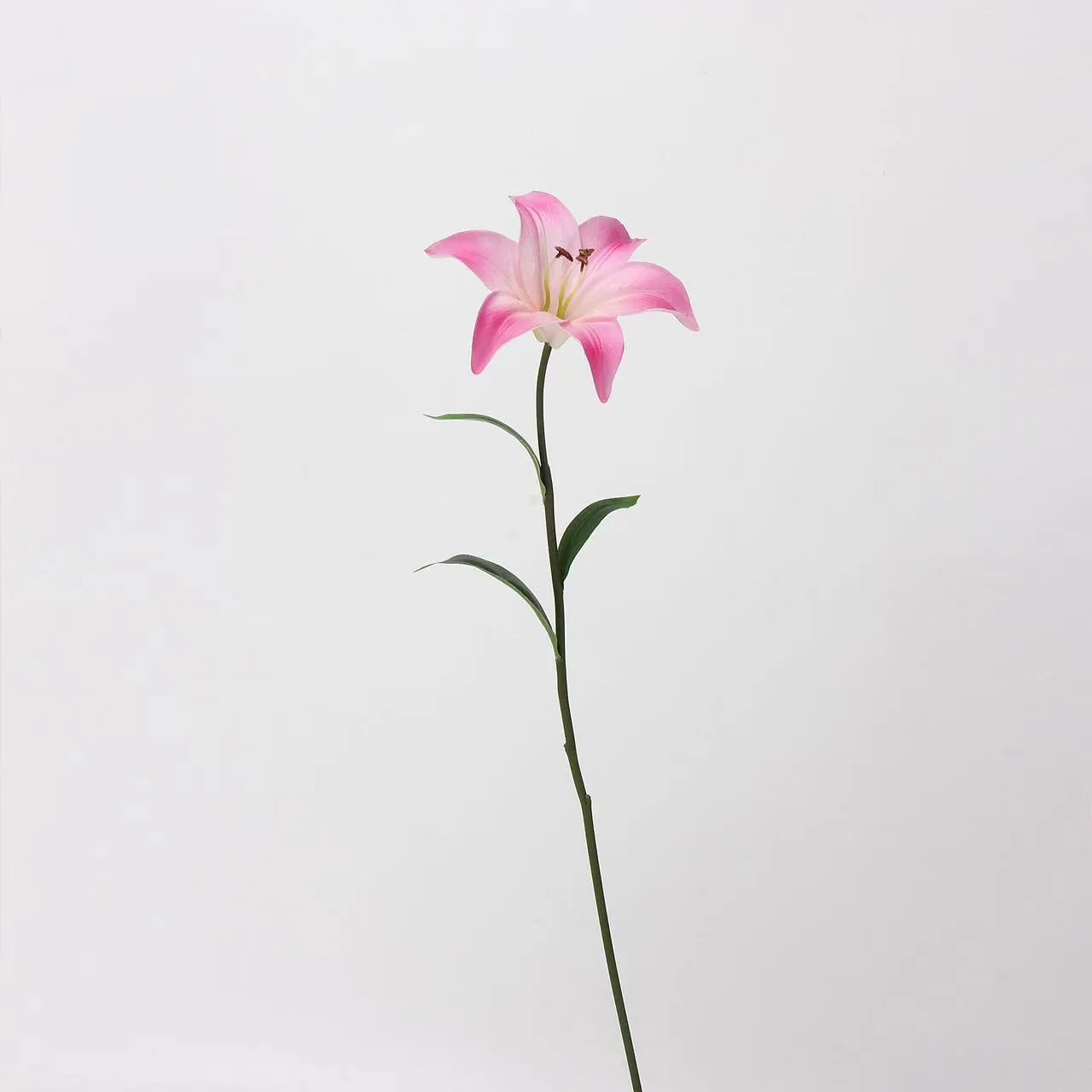 Liebhaber Lily