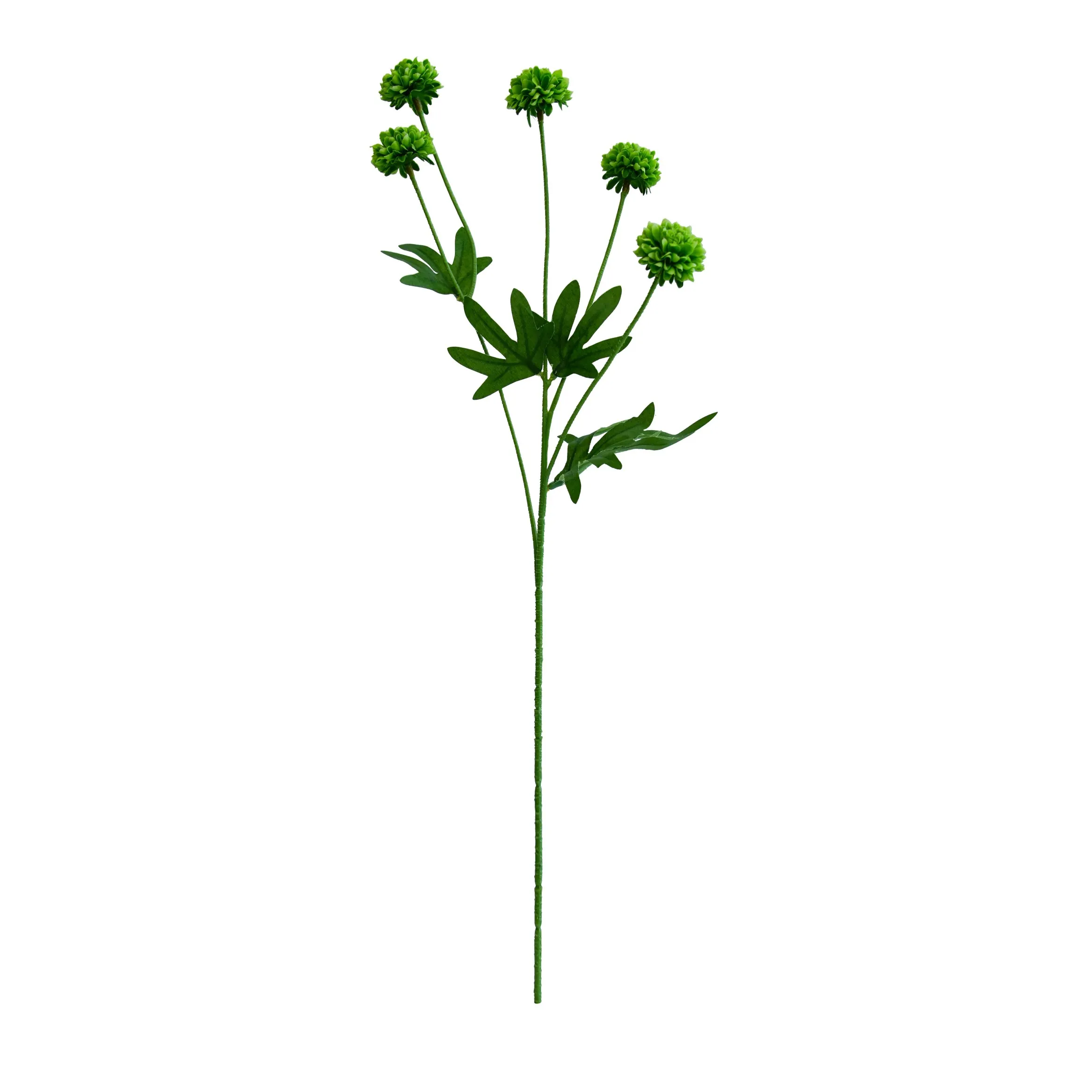 Ein einzelnes Chrysantheme