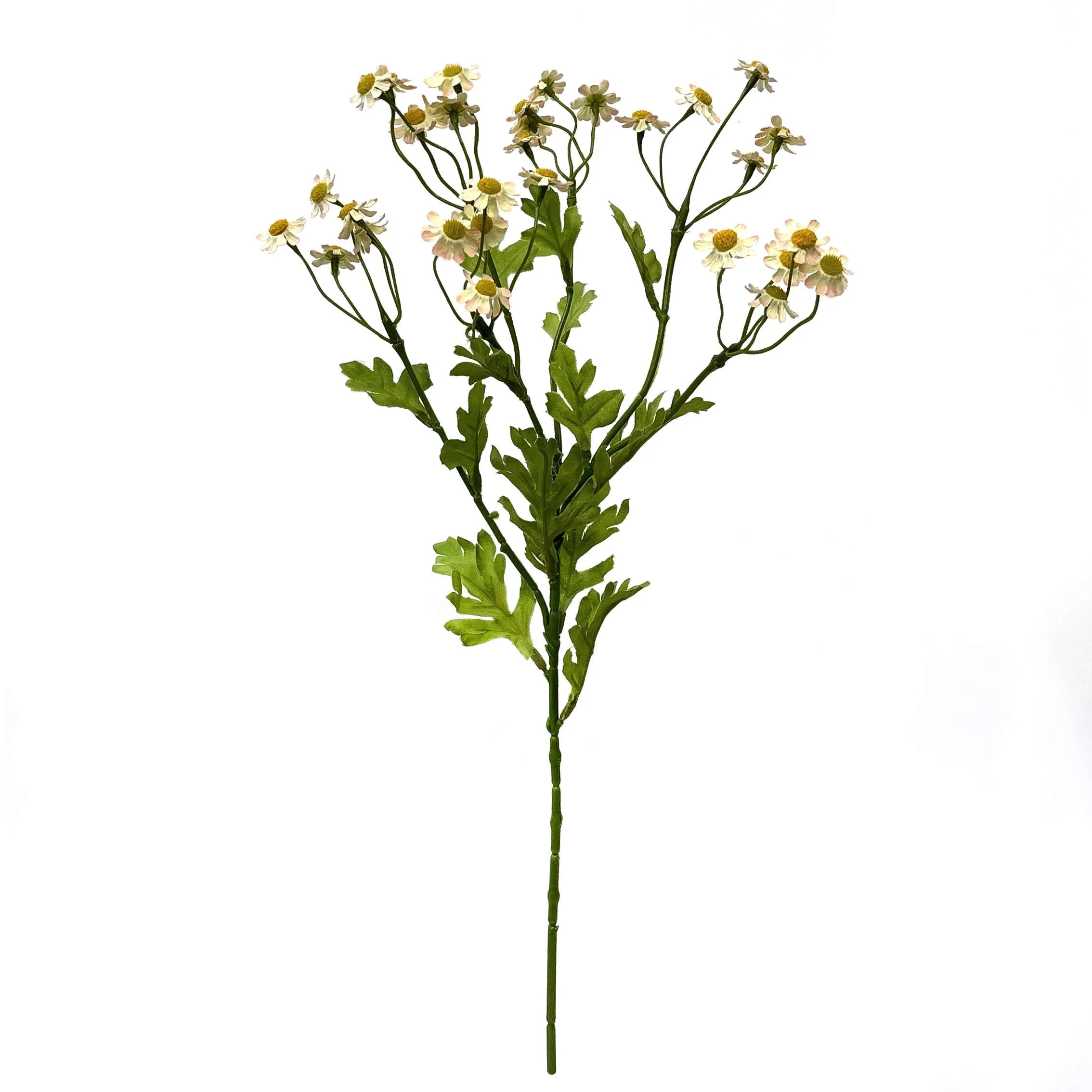 Ein einzelner kleiner Gänseblümchen