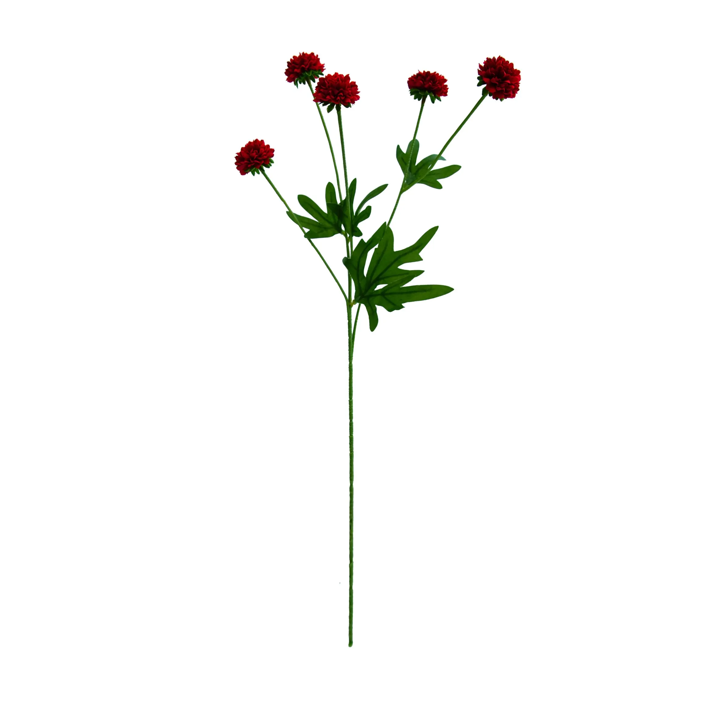 Ein einzelnes Chrysantheme