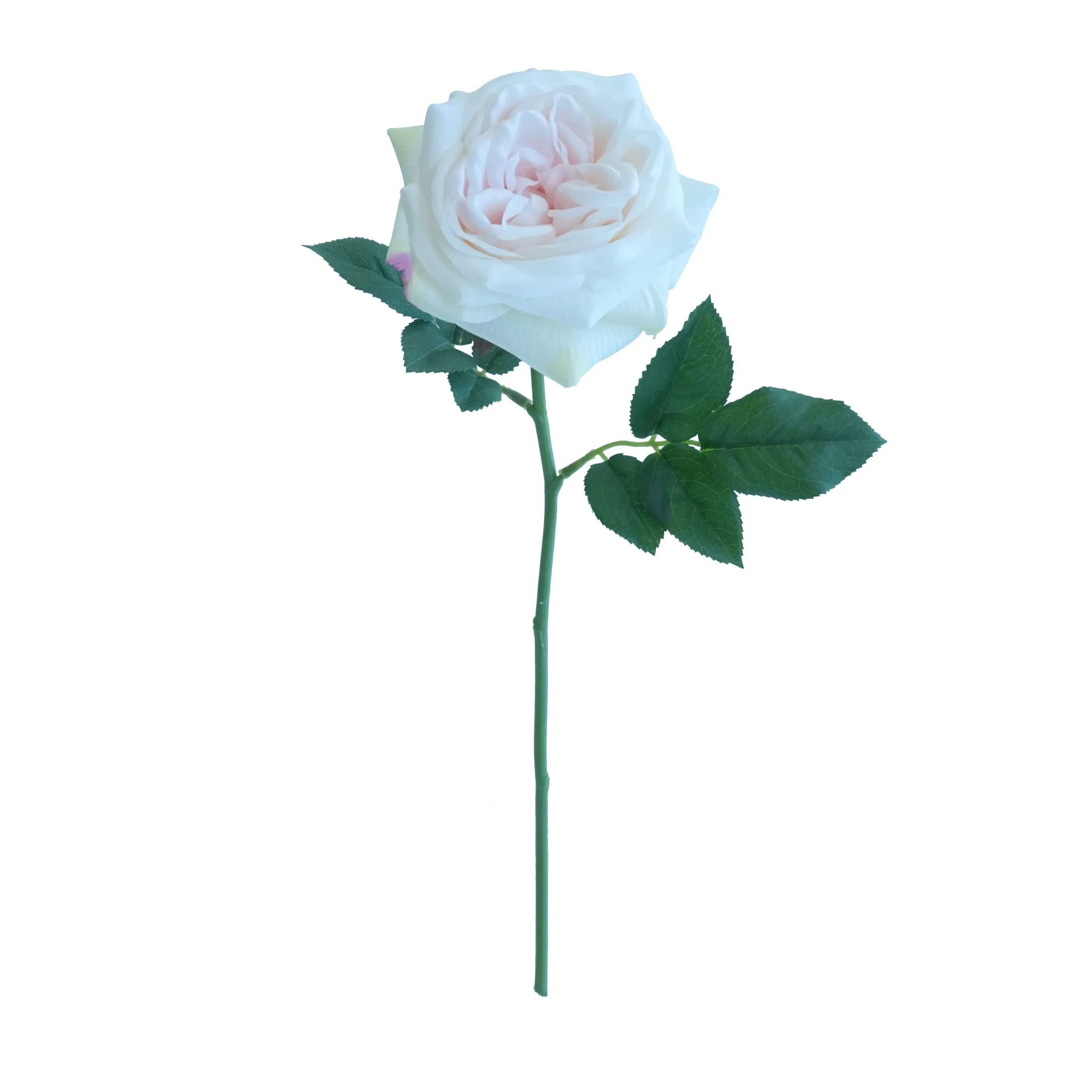 Kurze Lily Rose