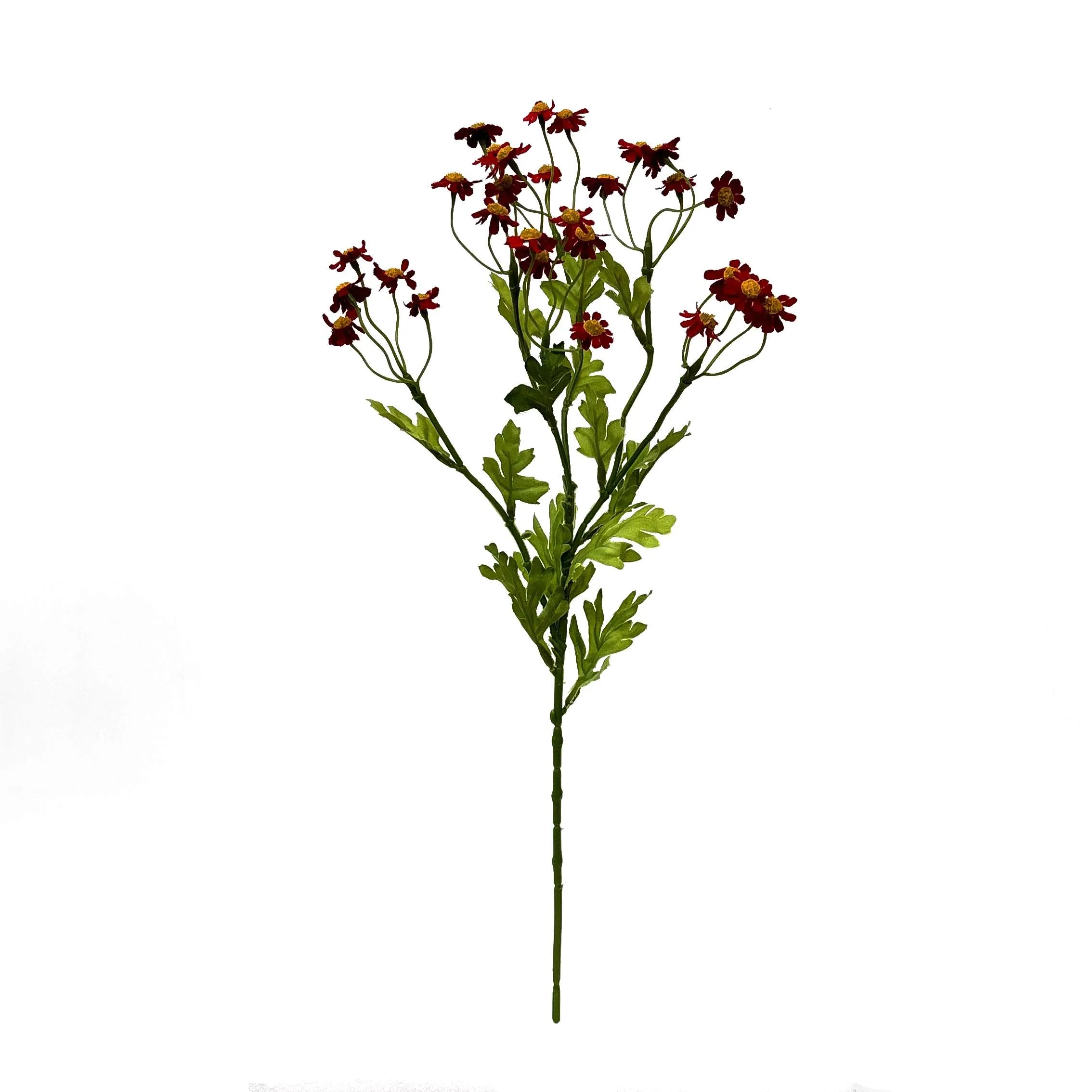 Ein einzelner kleiner Gänseblümchen