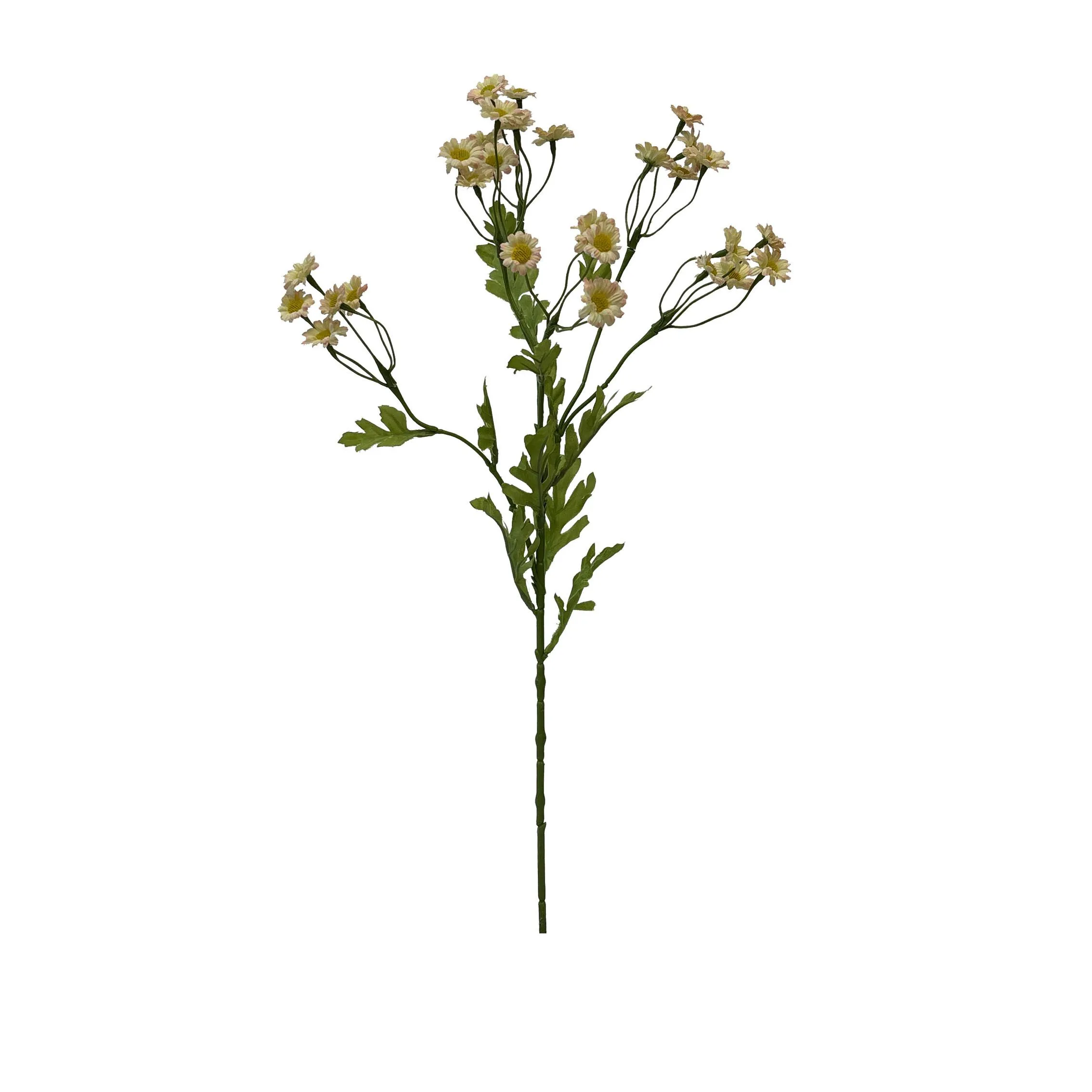 Eine einzige Portion Chamomile