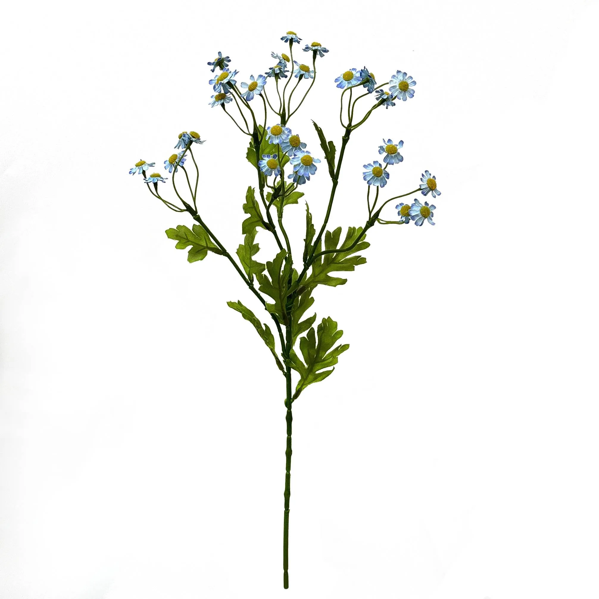 Ein einzelner kleiner Gänseblümchen