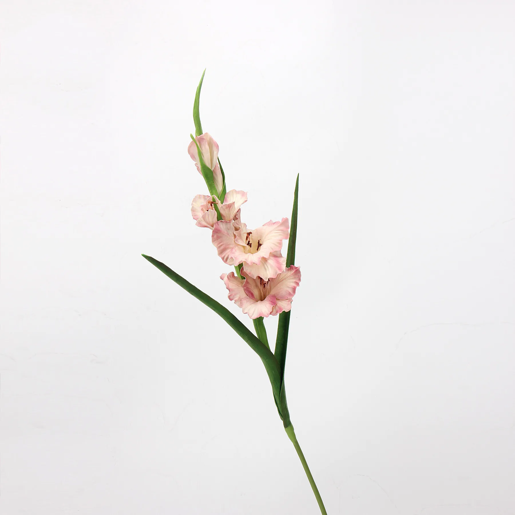 Gladiole