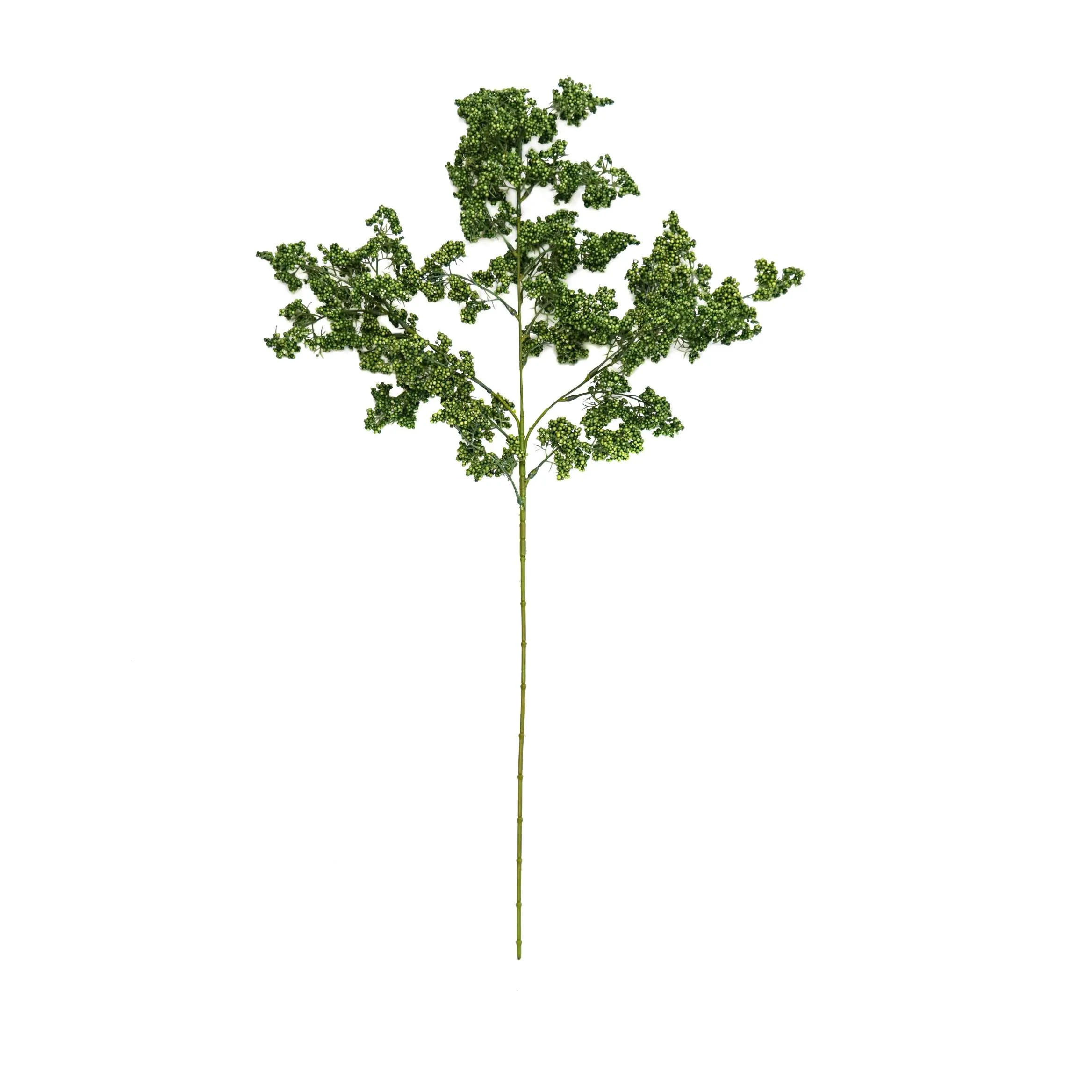 Ein einzelnes Wintergrün -Obst