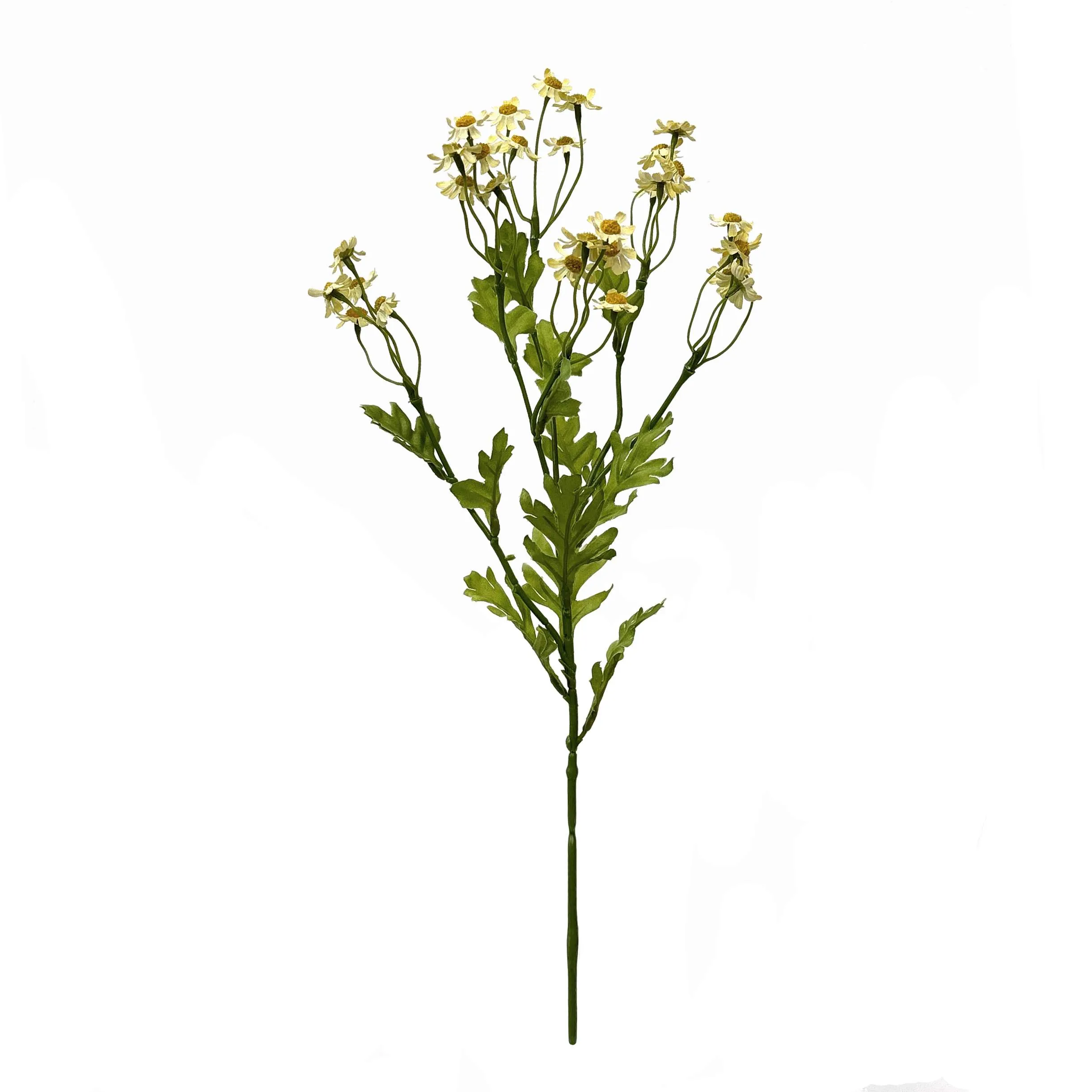 Ein einzelner kleiner Gänseblümchen