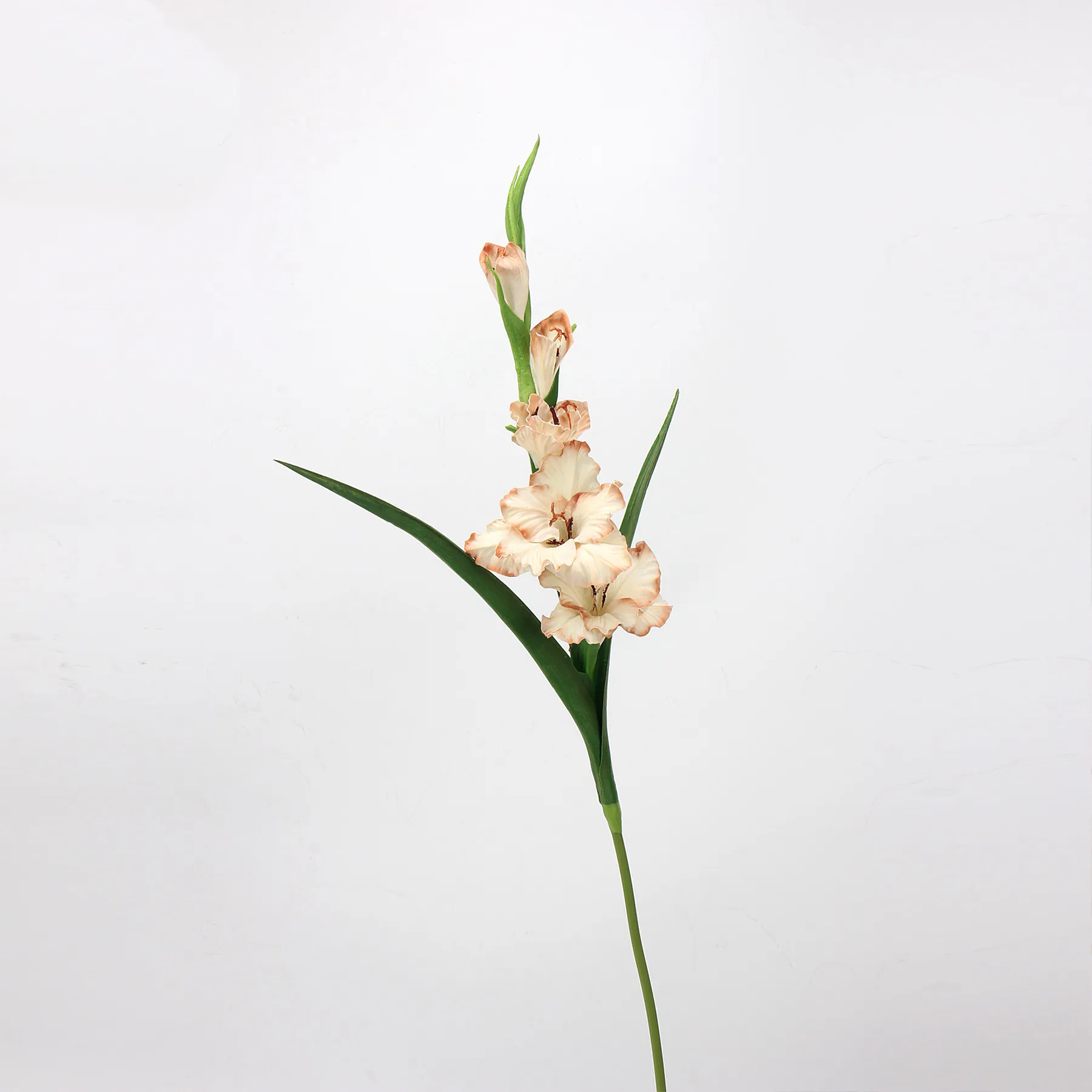Gladiole